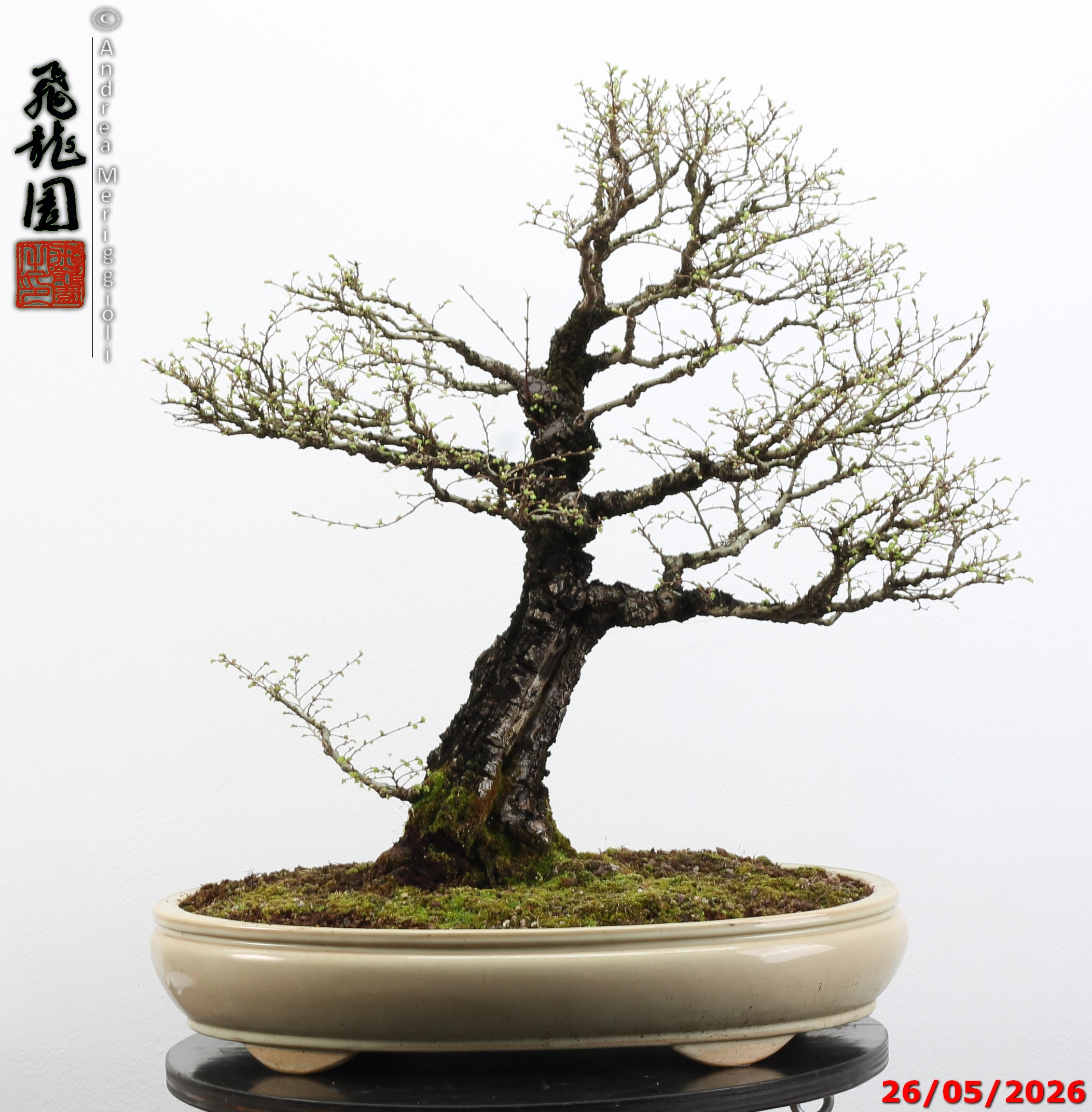 Ulmus parvifolia Nirekeyaki - immagine 6