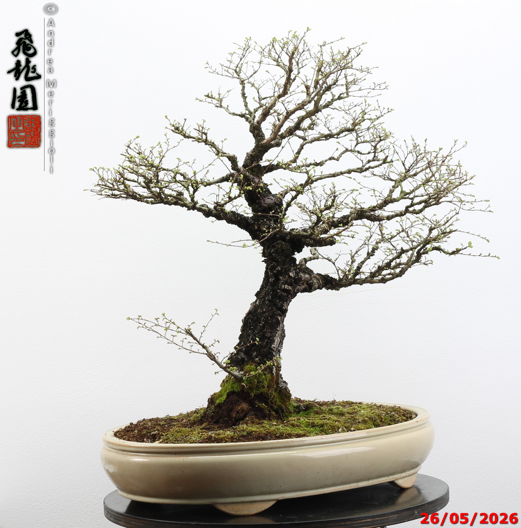 Ulmus parvifolia Nirekeyaki - immagine 5