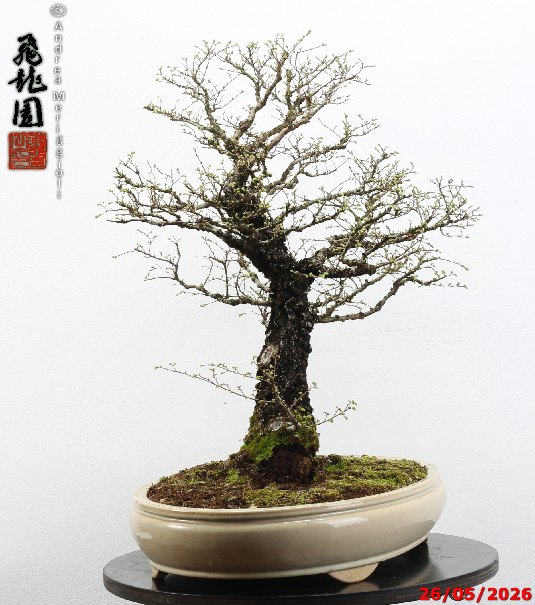 Ulmus parvifolia Nirekeyaki - immagine 4