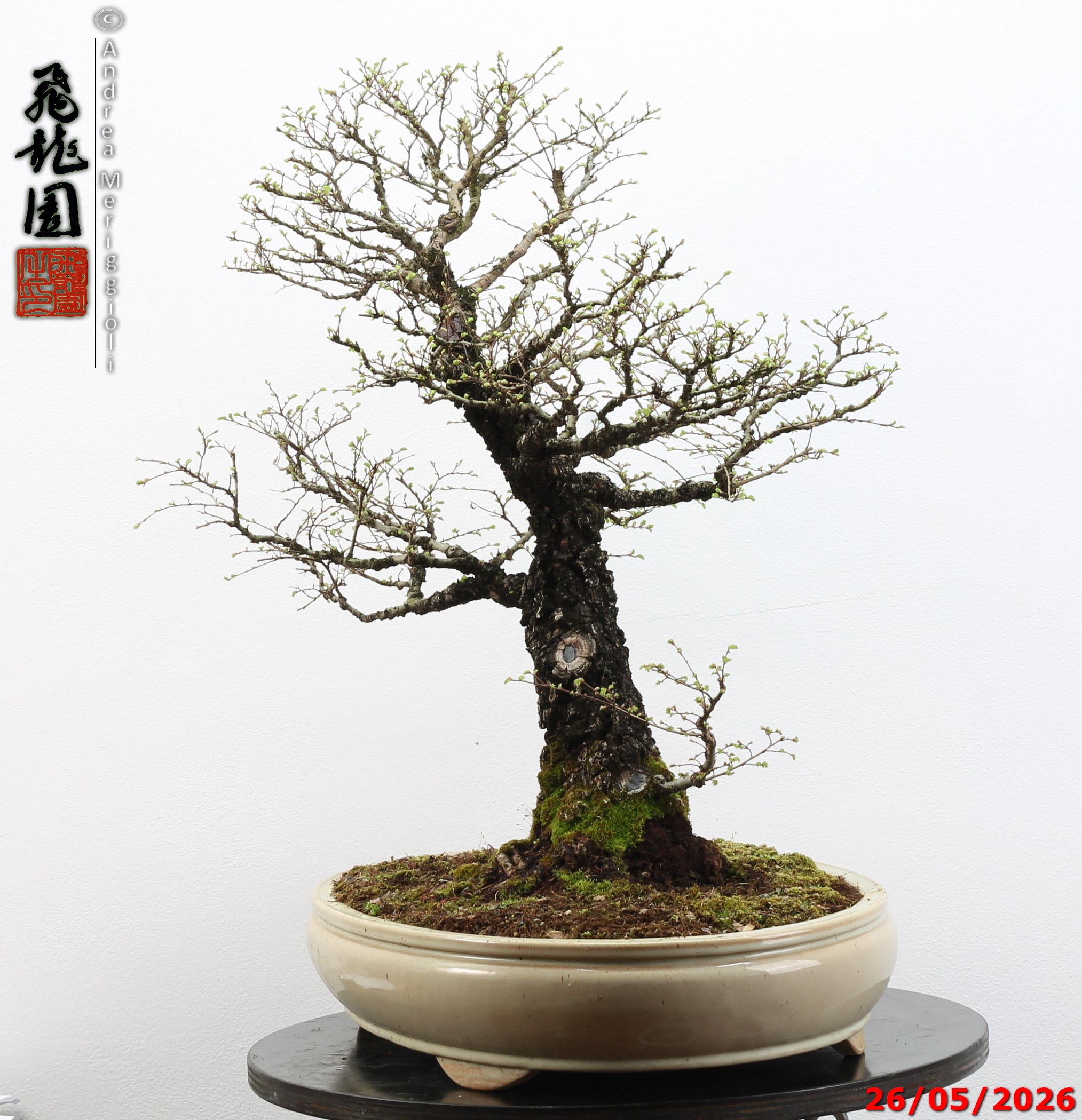Ulmus parvifolia Nirekeyaki - immagine 3