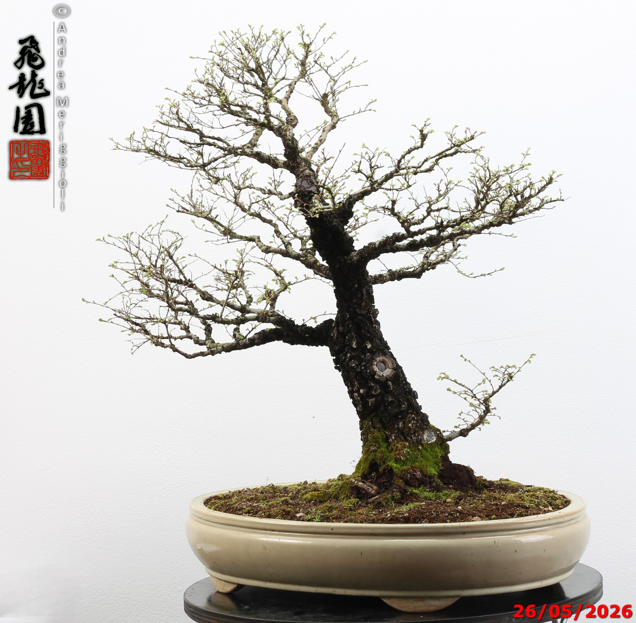 Ulmus parvifolia Nirekeyaki - immagine 2