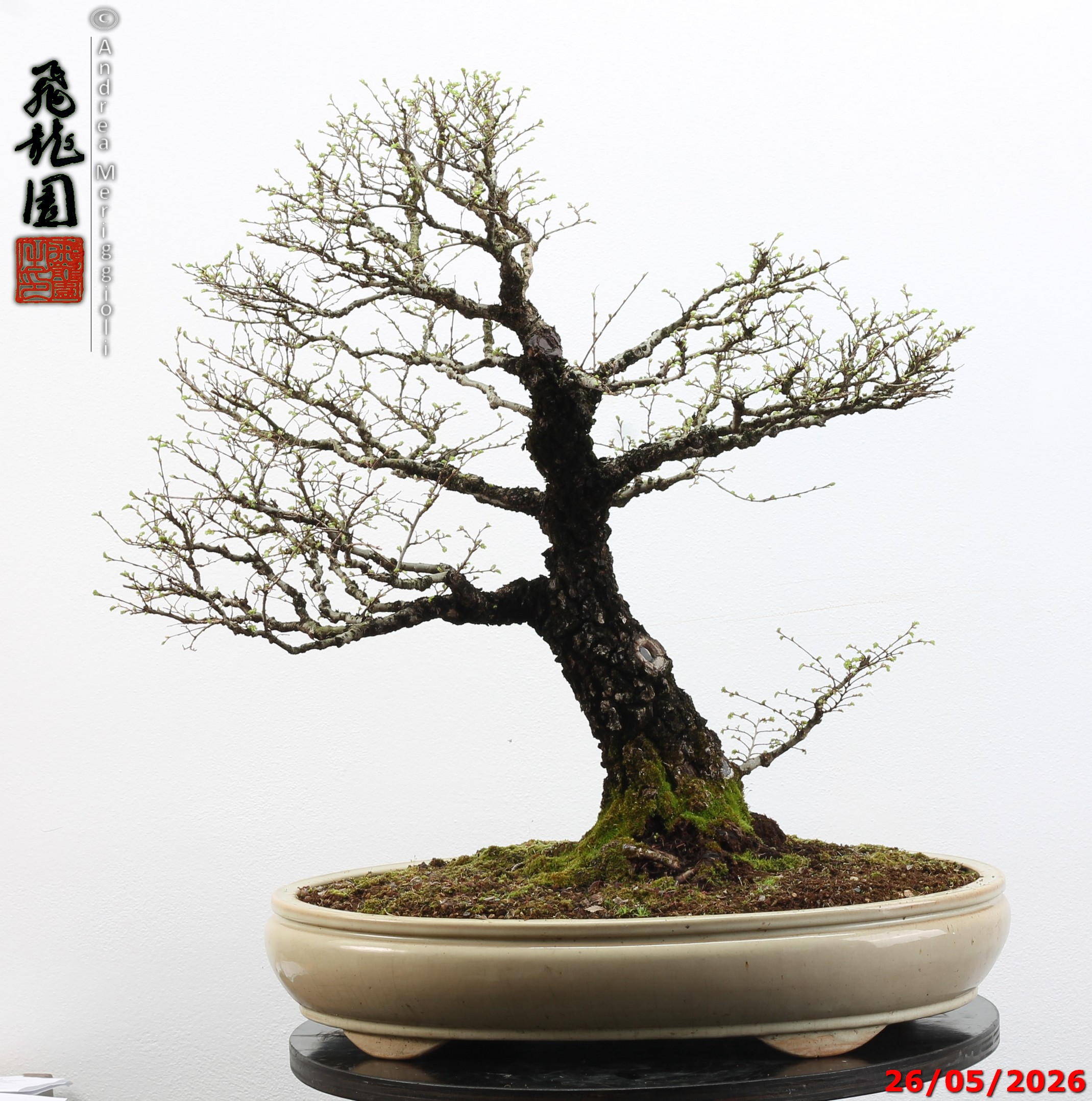Ulmus parvifolia Nirekeyaki