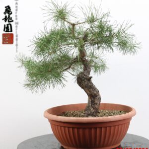 Pinus sylvestris
