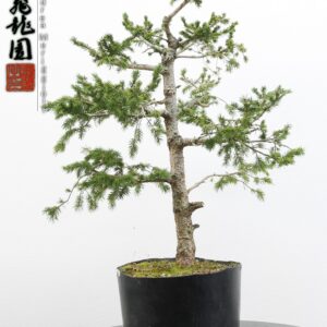 Picea abies