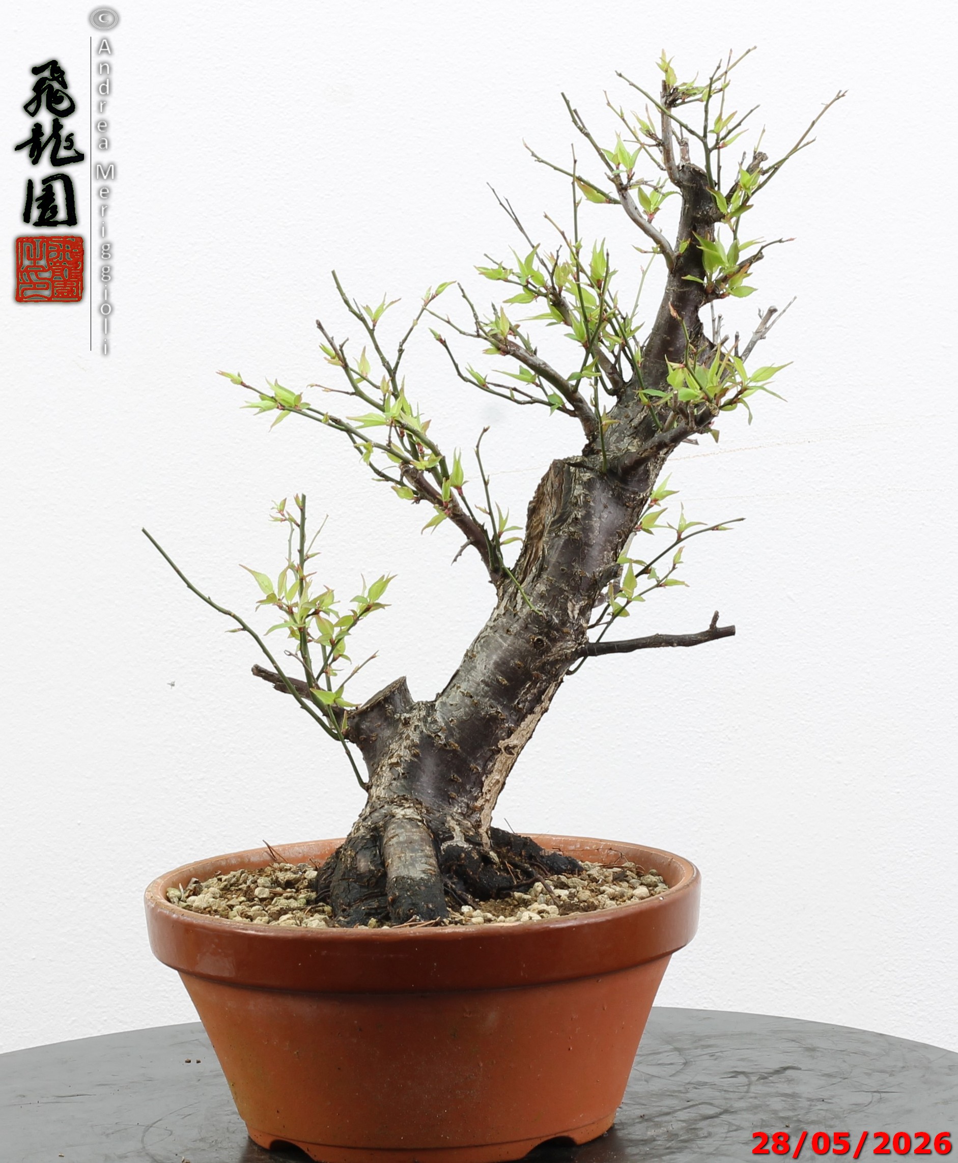 Prunus mume - immagine 10