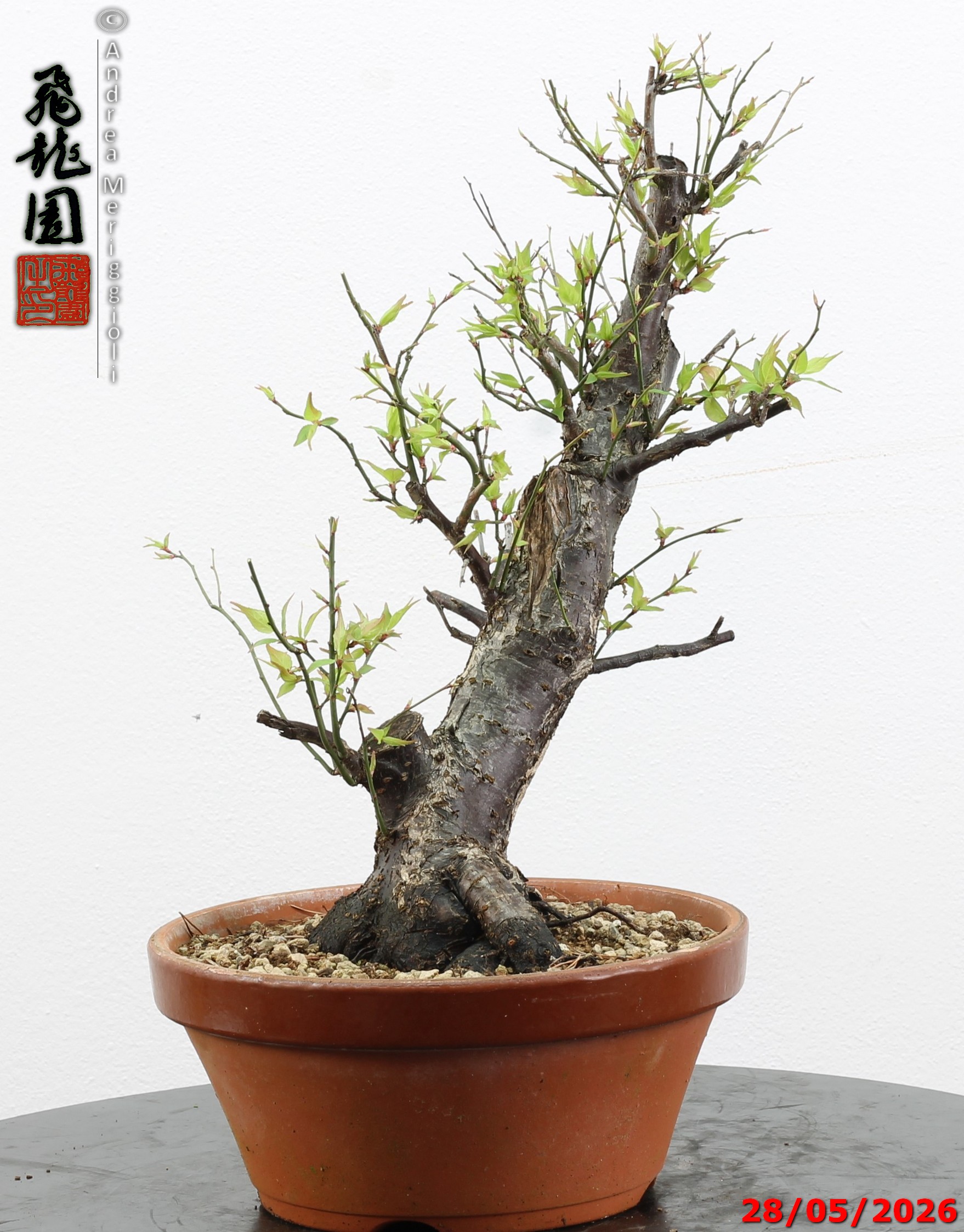 Prunus mume - immagine 9