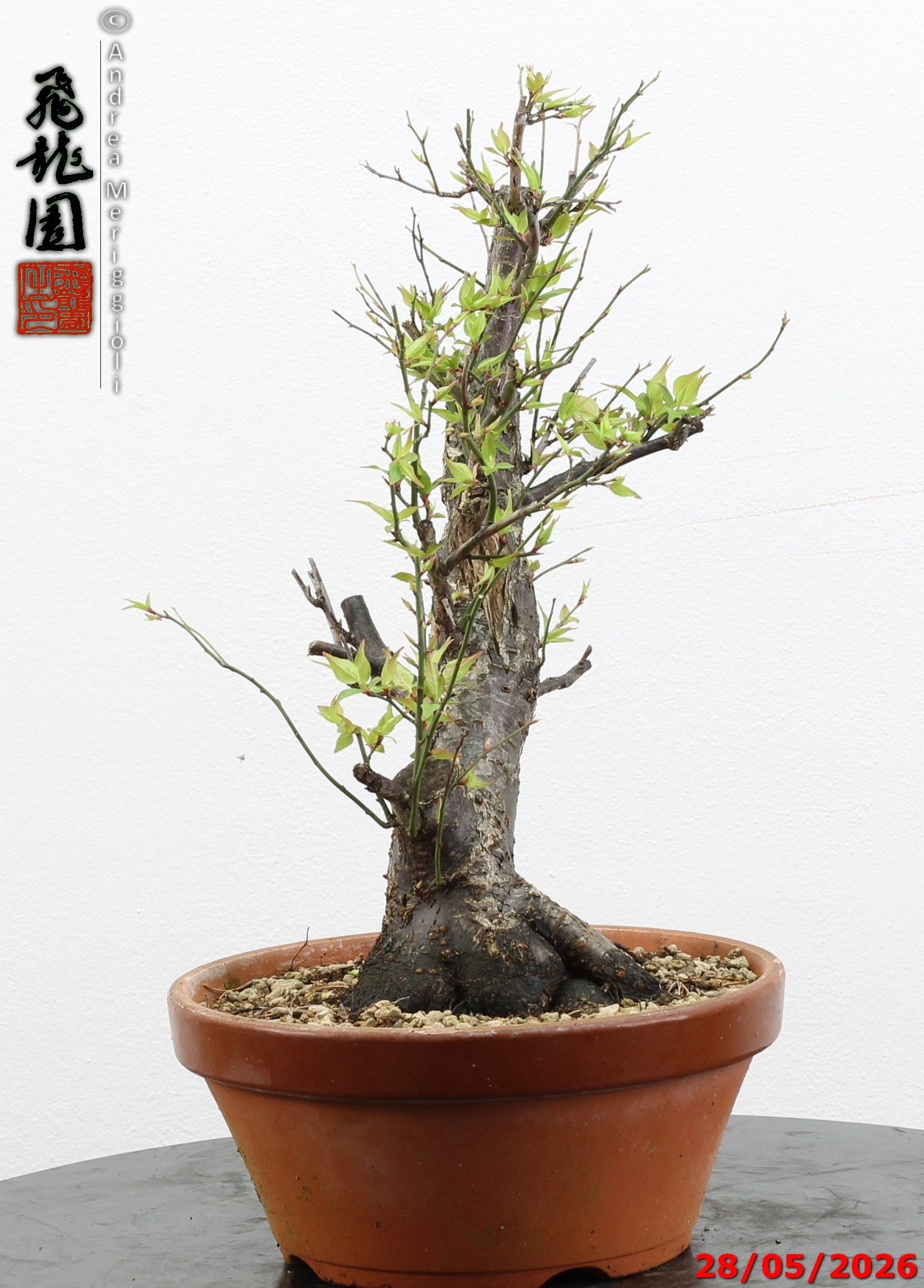 Prunus mume - immagine 8