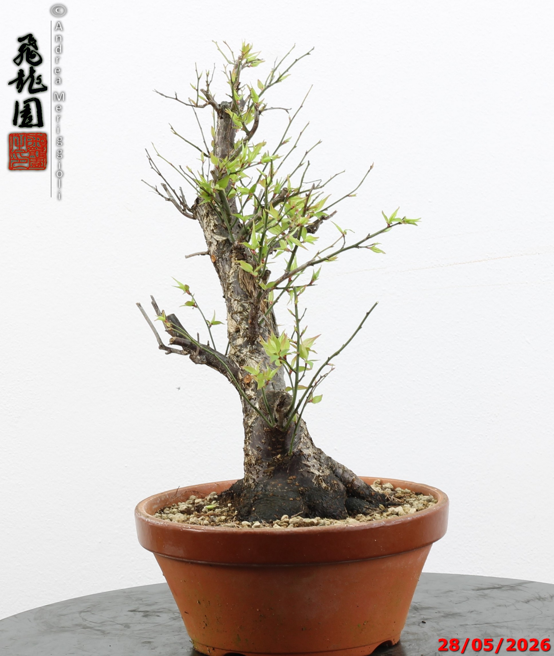 Prunus mume - immagine 7
