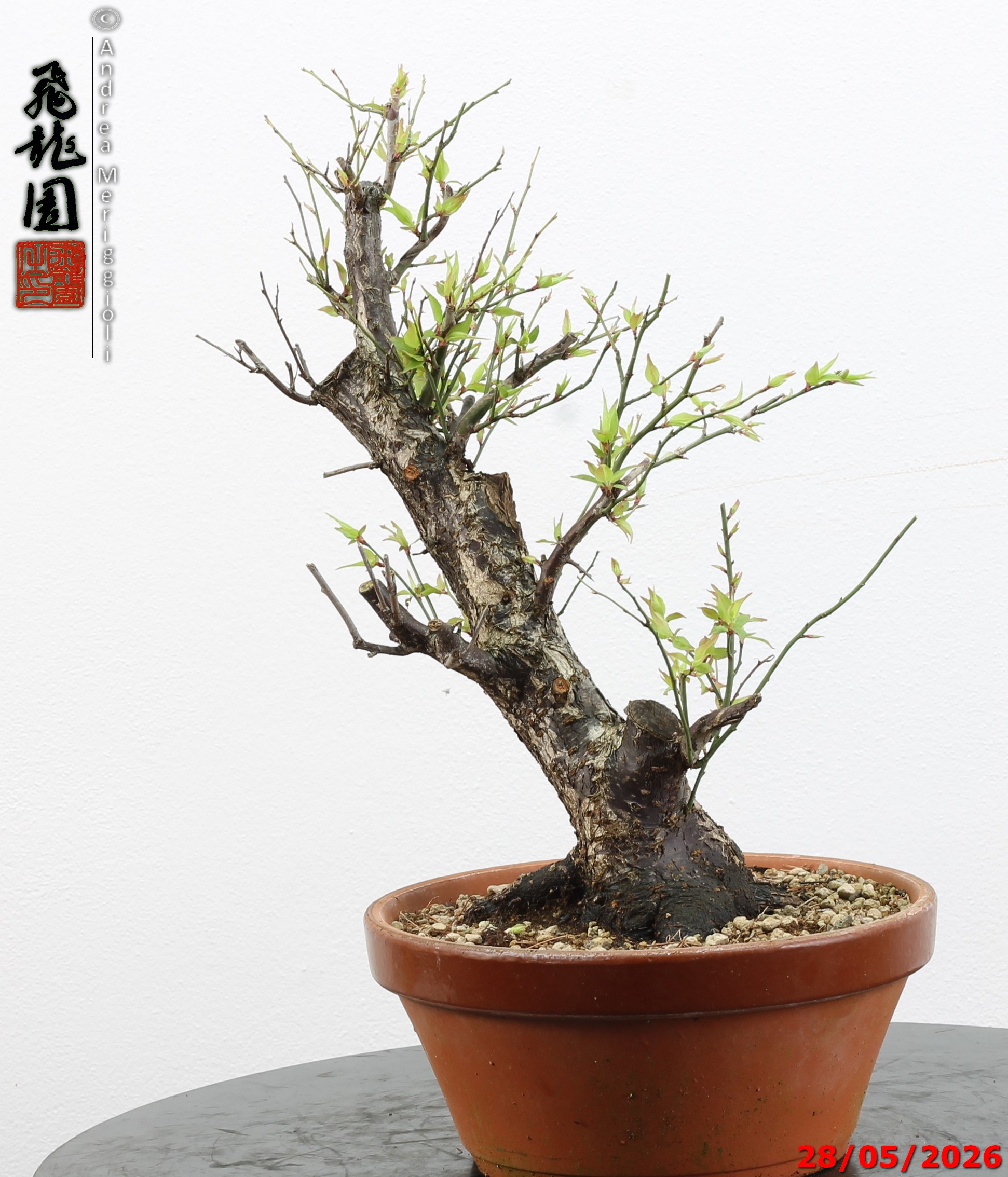 Prunus mume - immagine 6