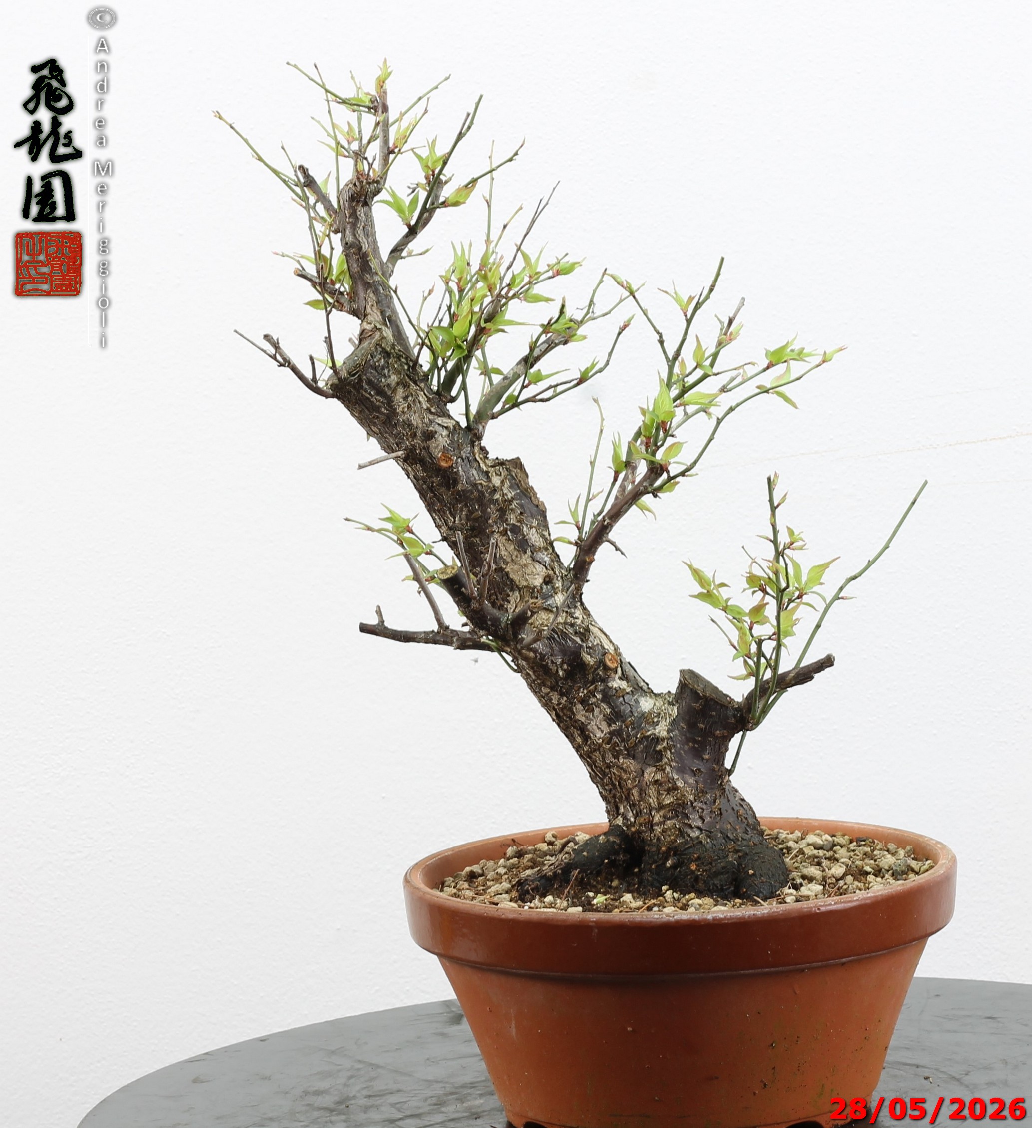 Prunus mume - immagine 5