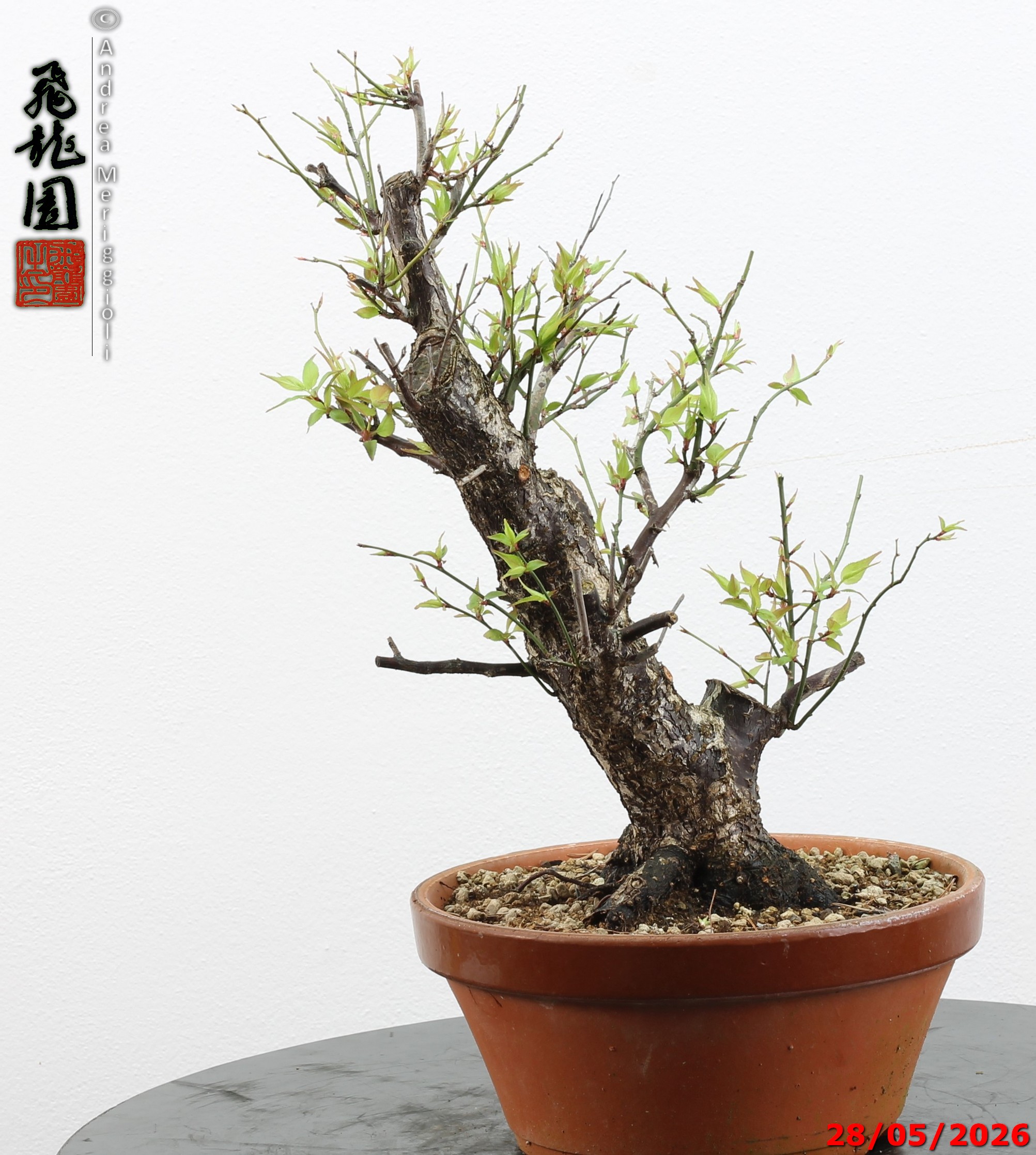 Prunus mume - immagine 4