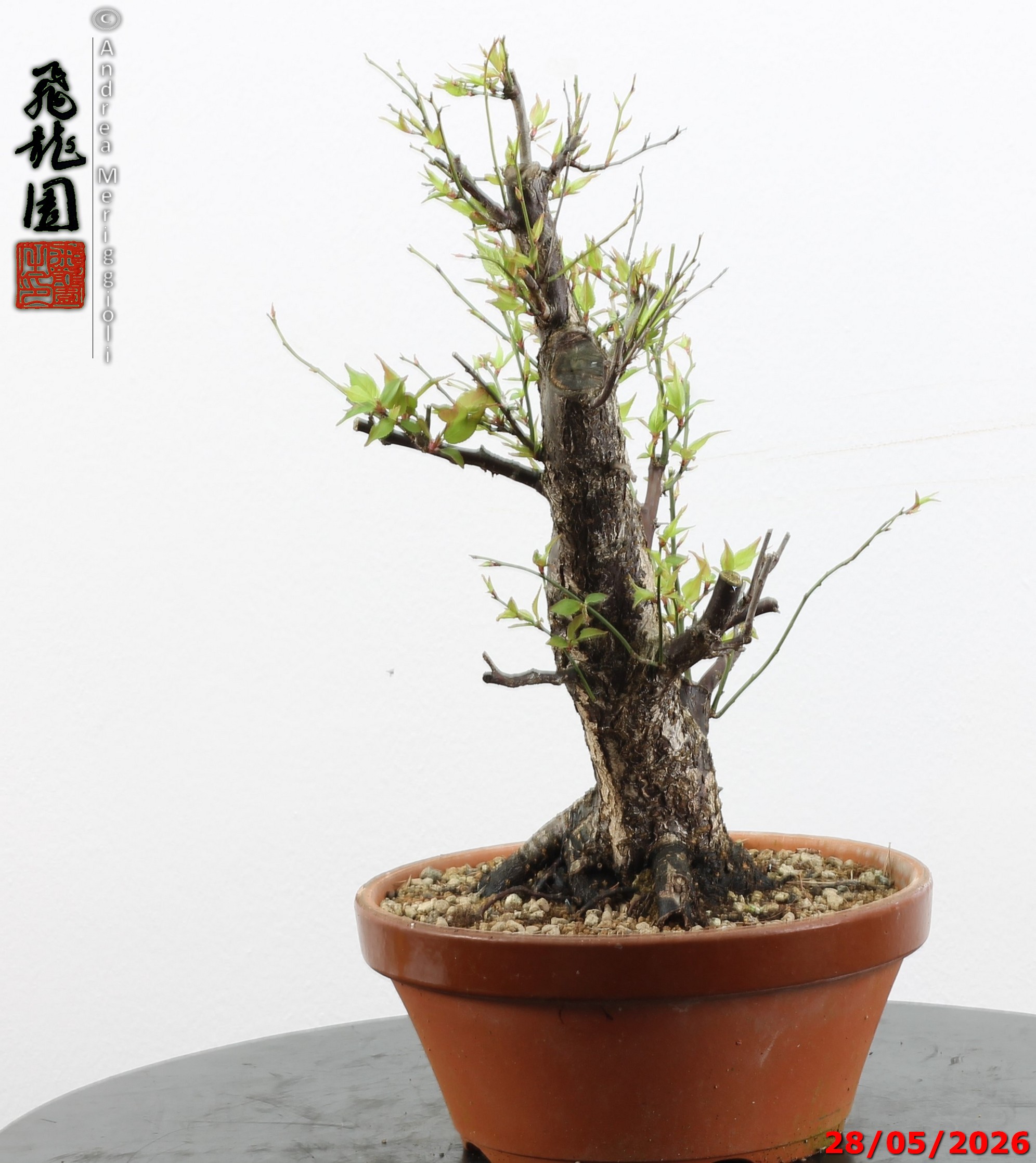 Prunus mume - immagine 3