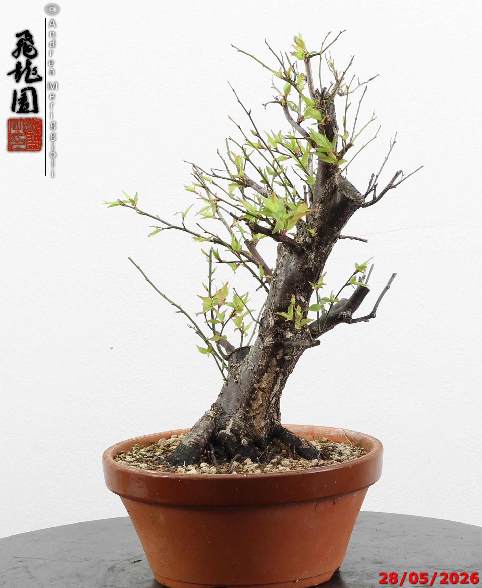 Prunus mume - immagine 2