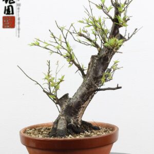 Prunus mume