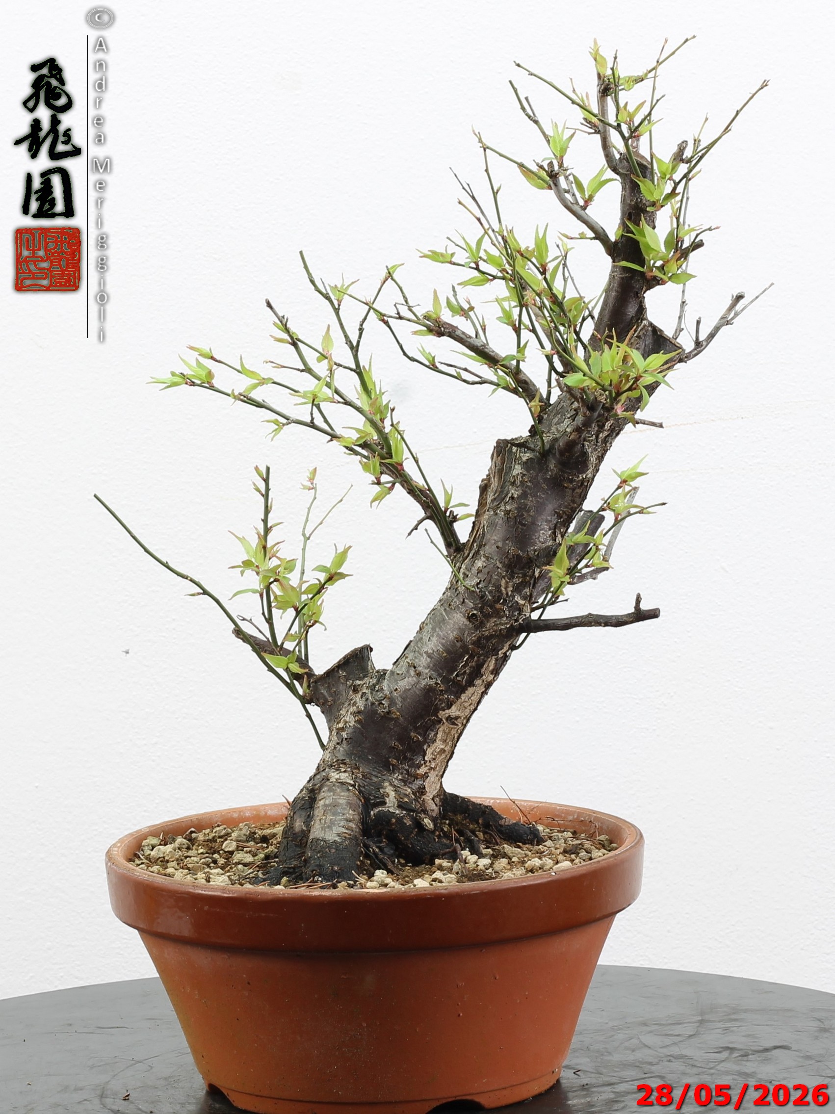 Prunus mume
