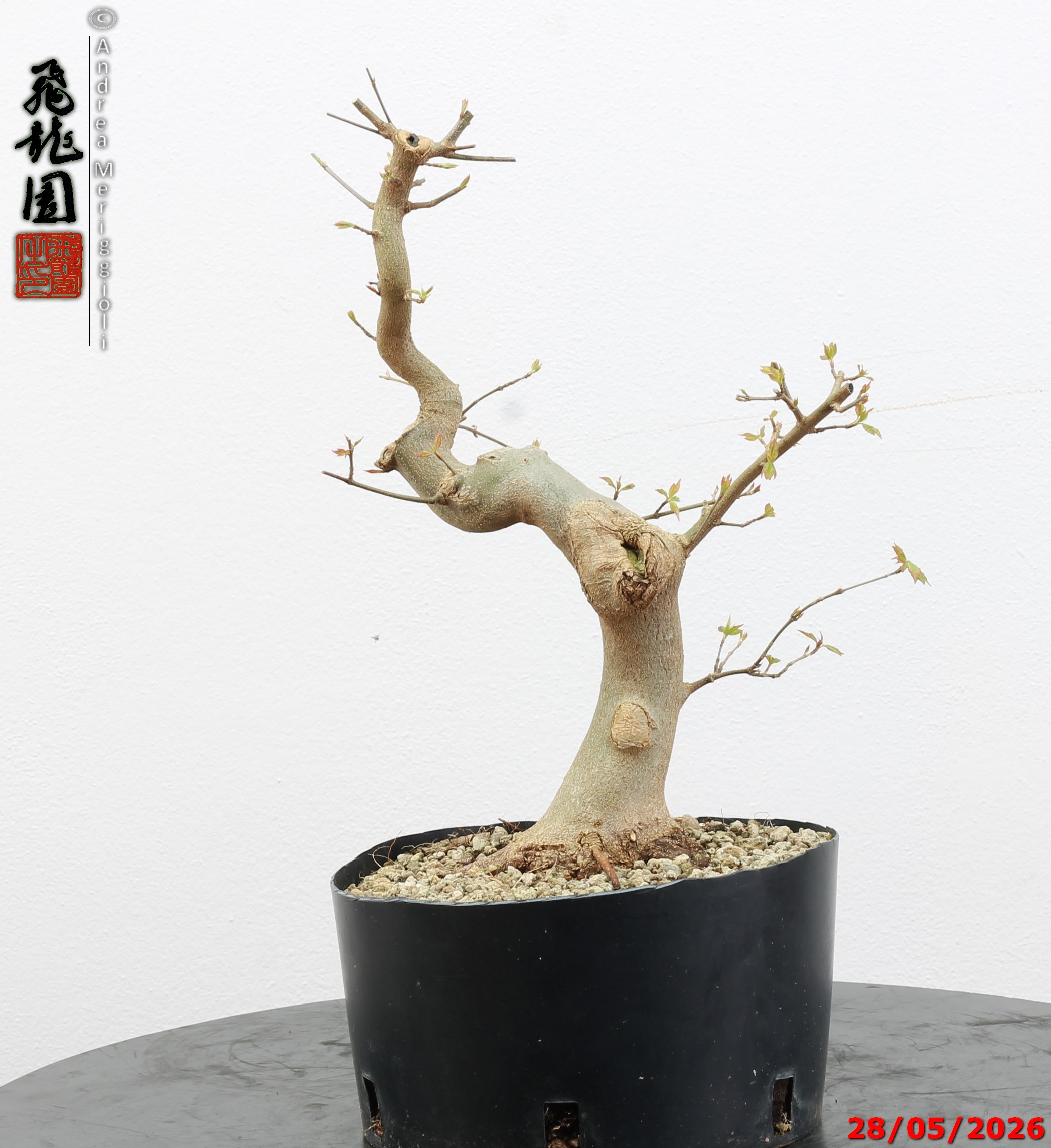 Acer buergerianum - immagine 12