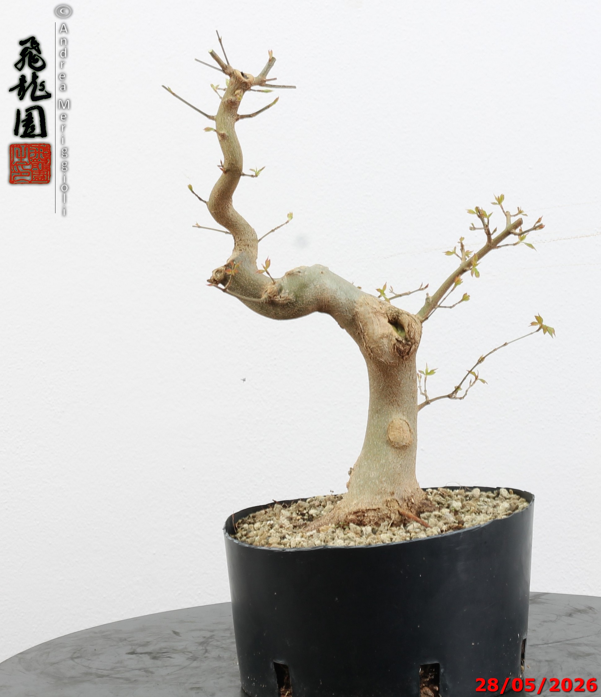 Acer buergerianum - immagine 11