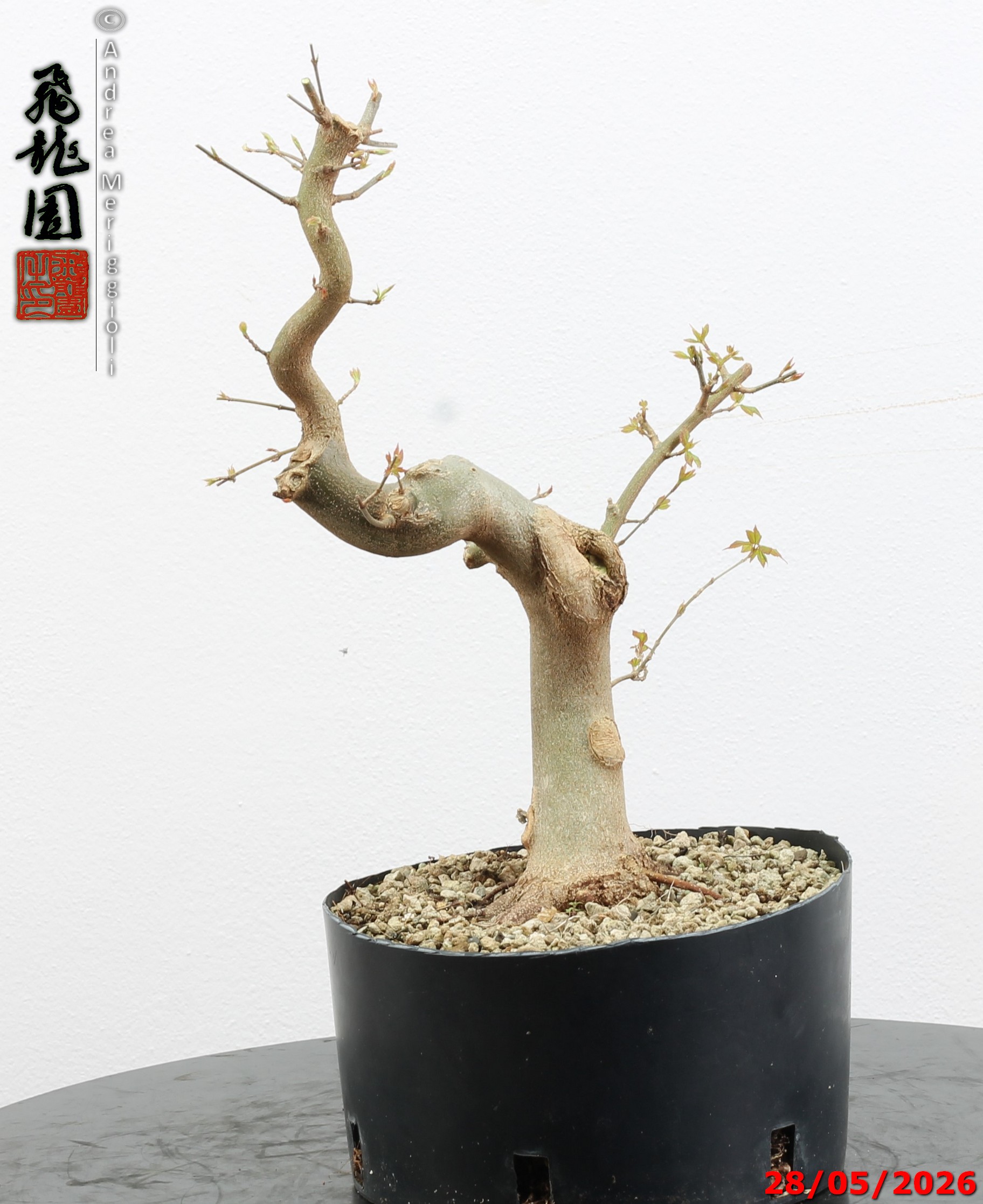 Acer buergerianum - immagine 10