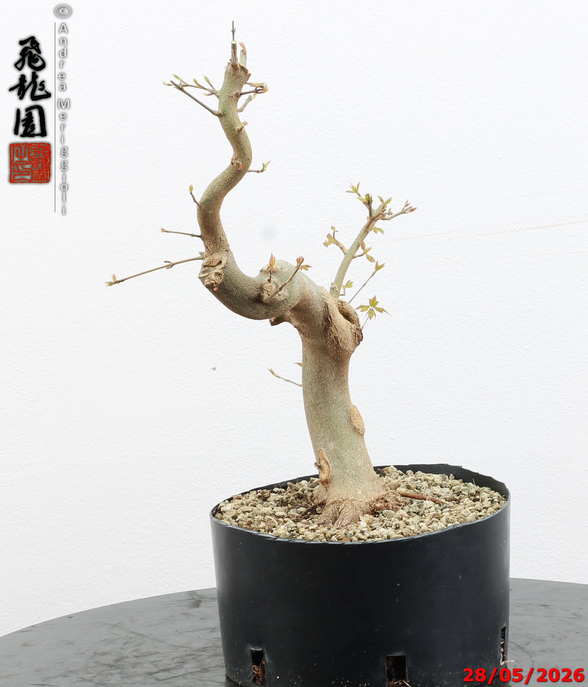 Acer buergerianum - immagine 9