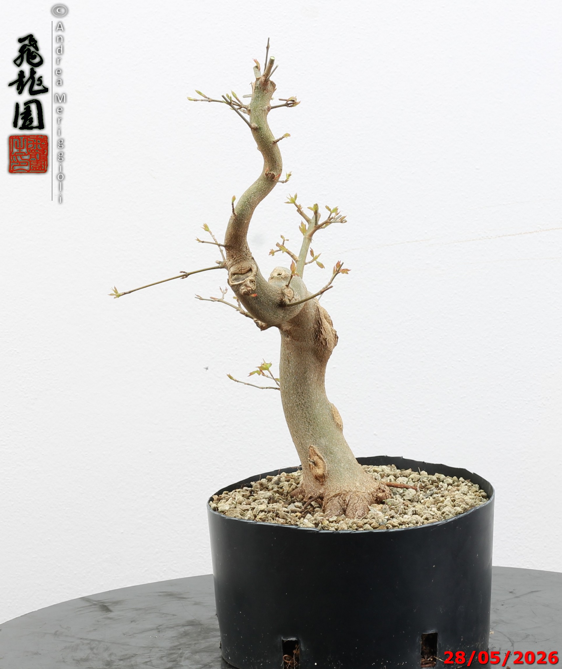 Acer buergerianum - immagine 8