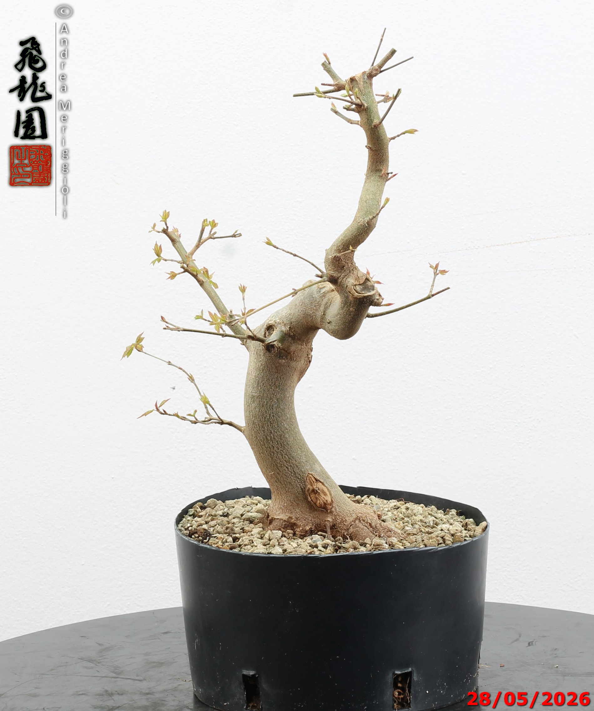 Acer buergerianum - immagine 7