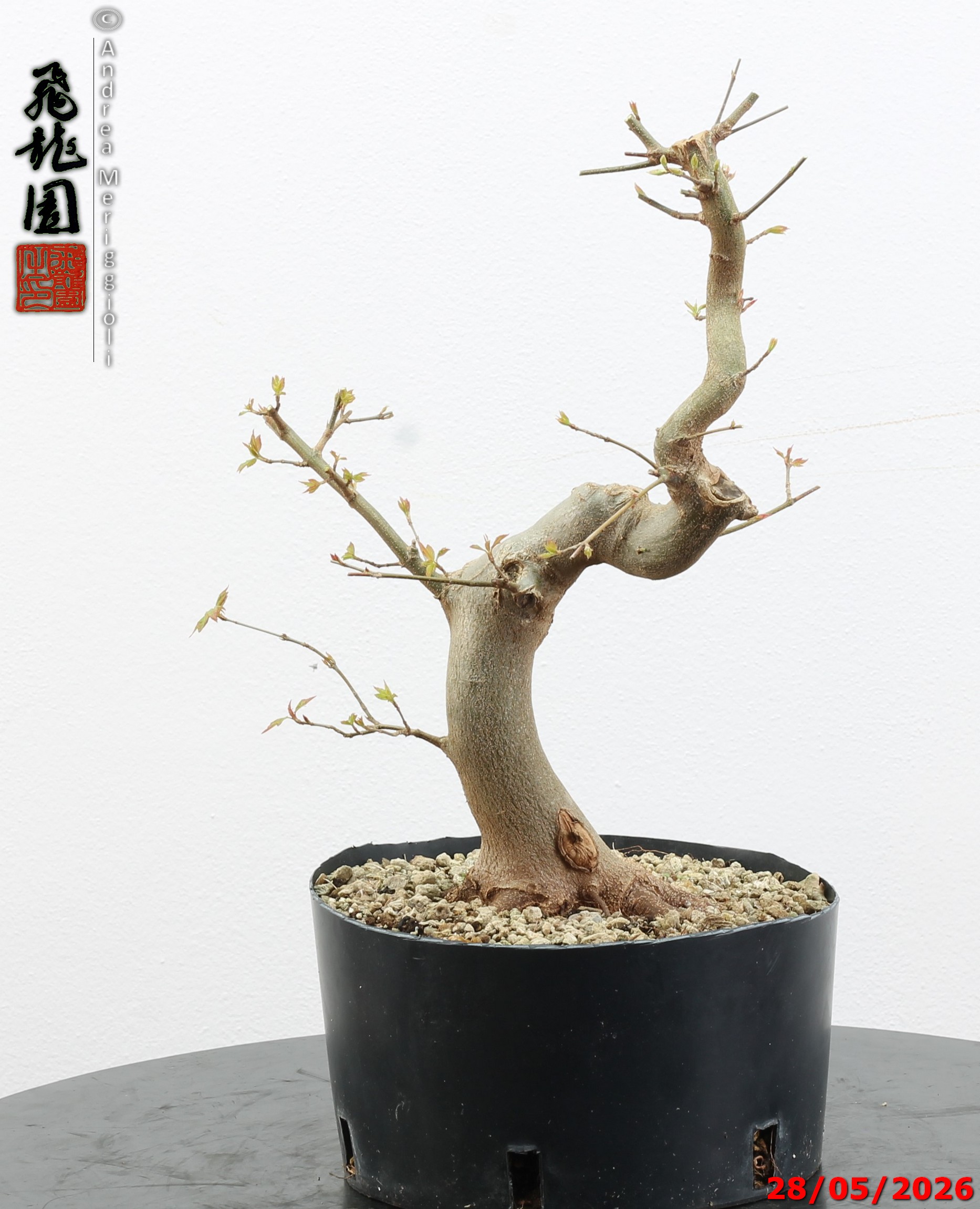 Acer buergerianum - immagine 6