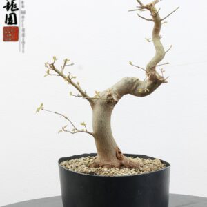 Acer buergerianum