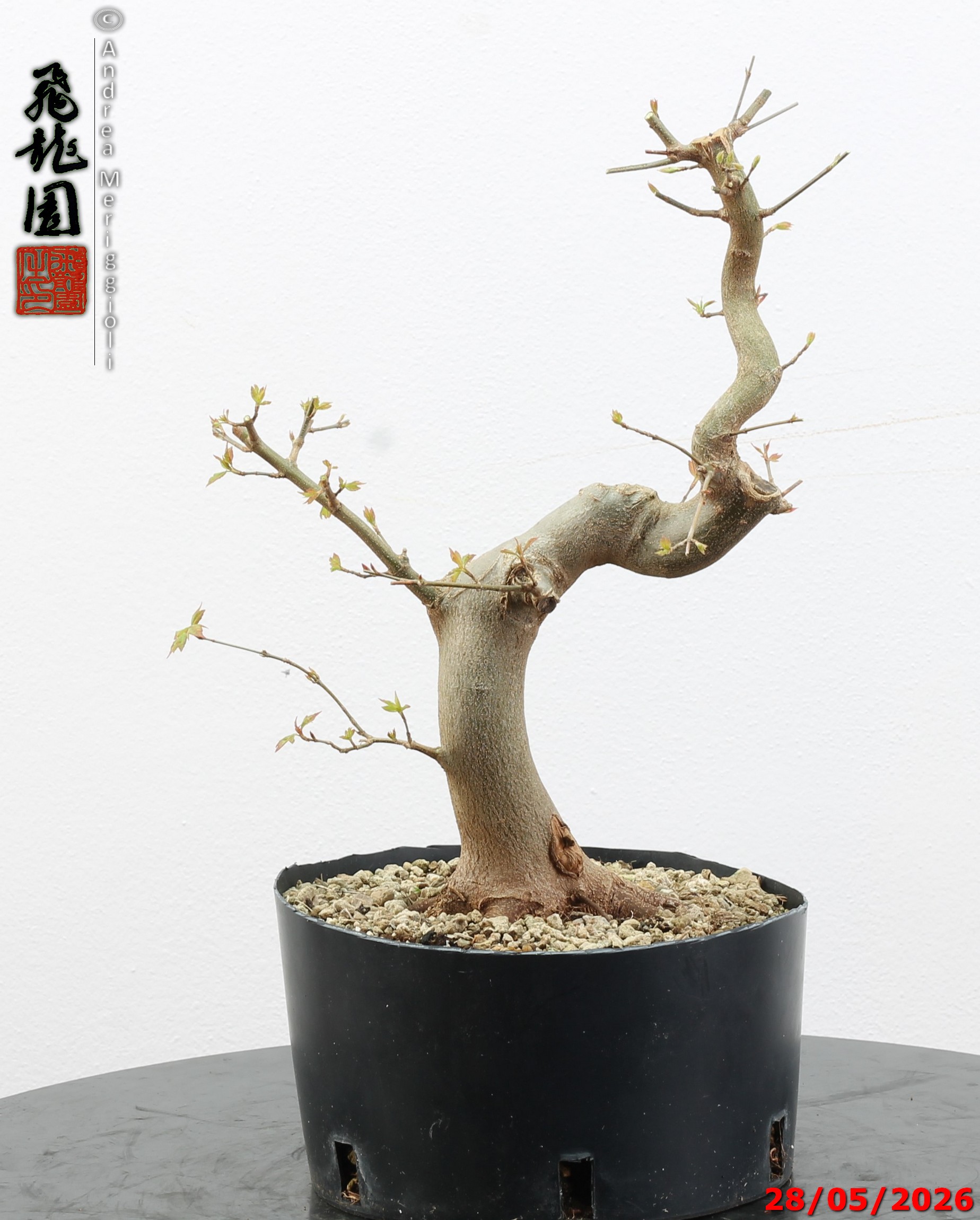 Acer buergerianum