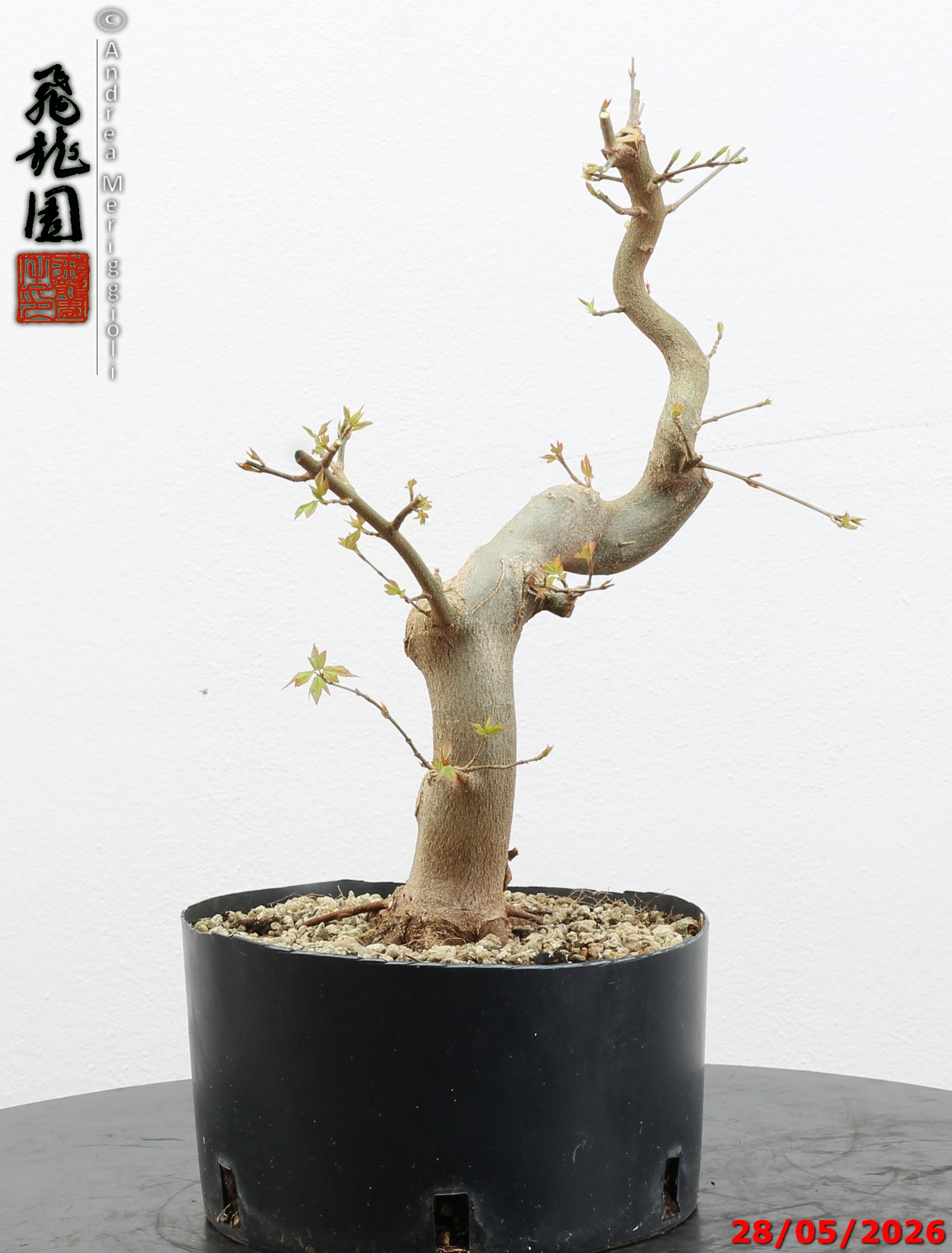 Acer buergerianum - immagine 4