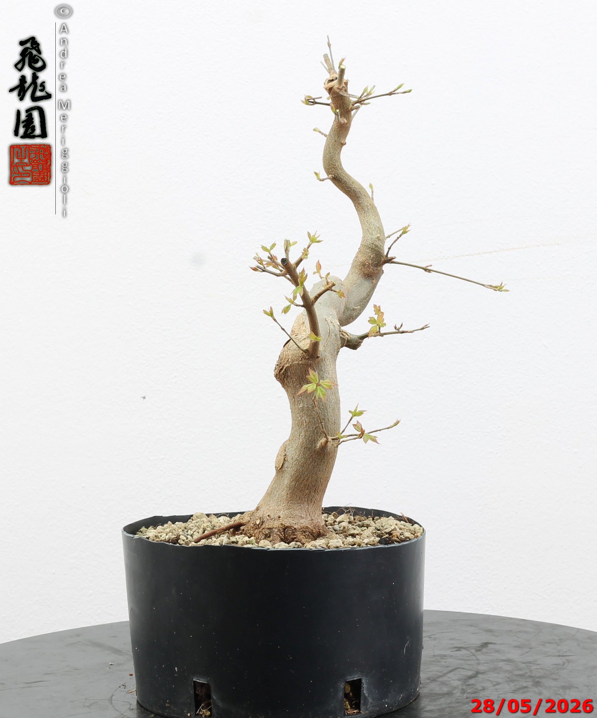 Acer buergerianum - immagine 3