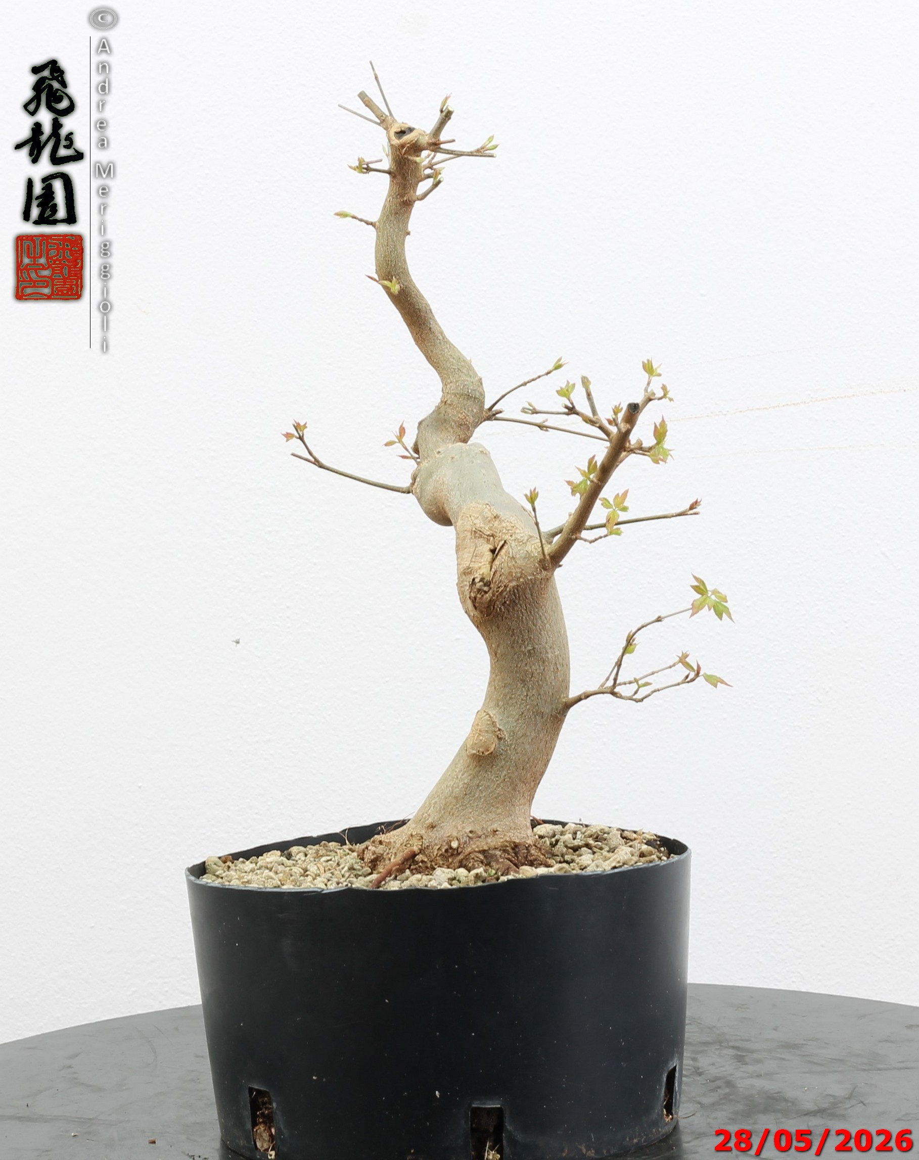 Acer buergerianum - immagine 2