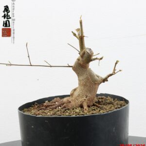 Acer buergerianum shohin