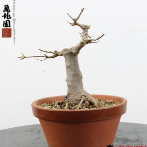 Acer buergerianum