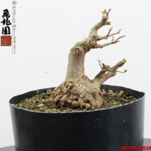 Acer buergerianum shohin