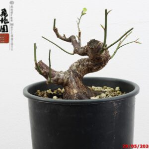 Prunus mume shohin