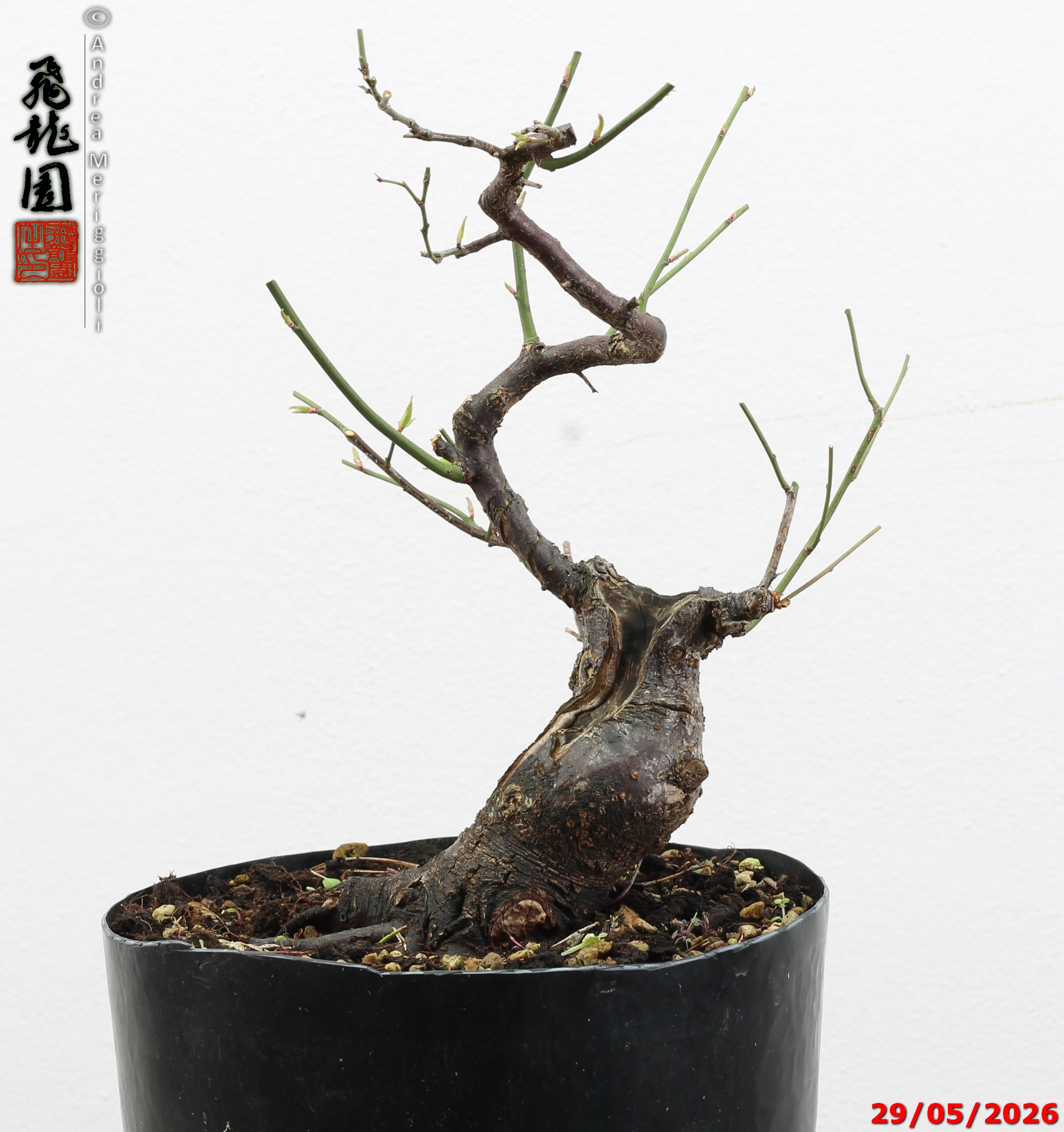 Prunus mume - immagine 10