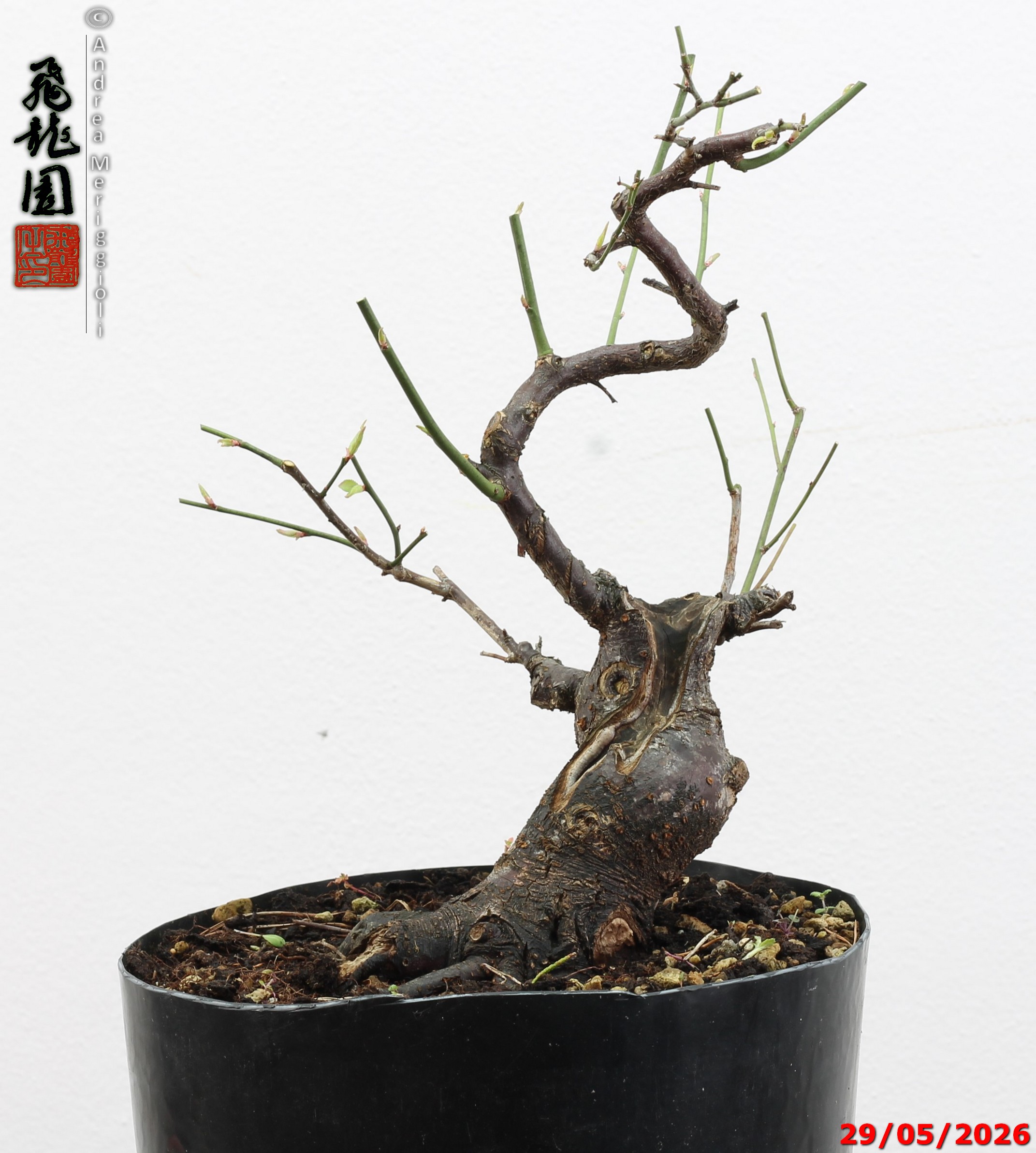 Prunus mume - immagine 9