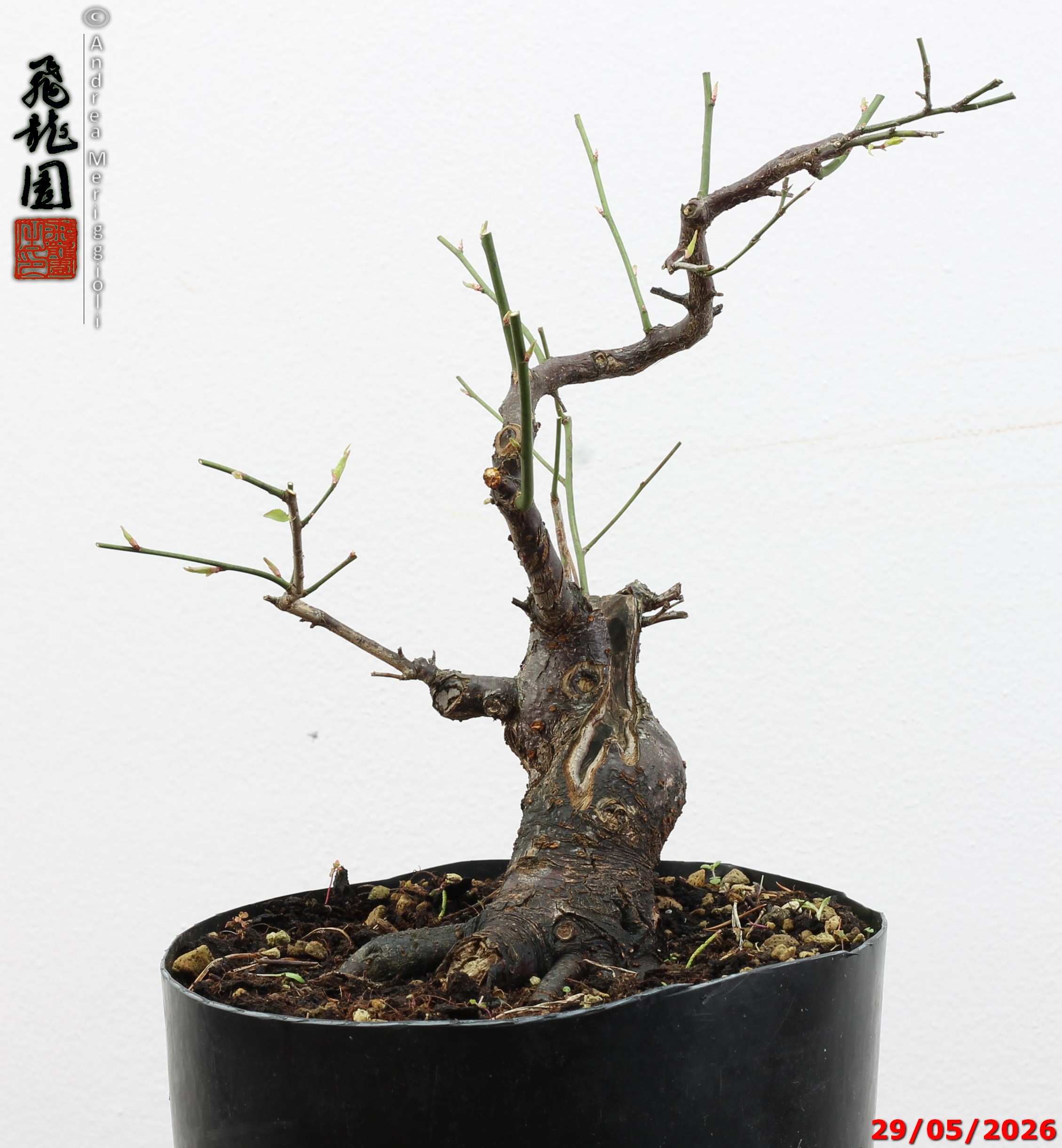 Prunus mume - immagine 8
