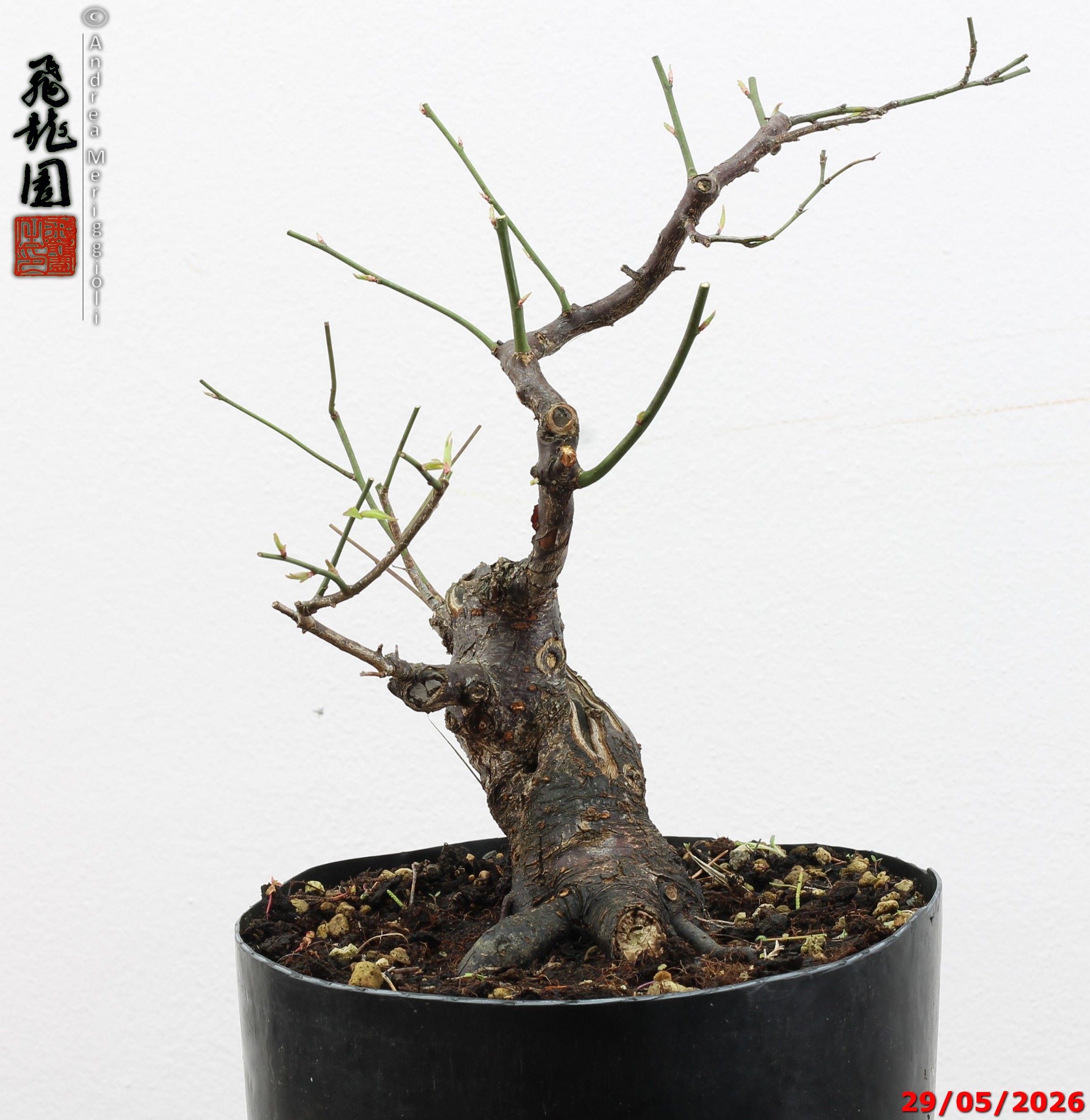 Prunus mume - immagine 7