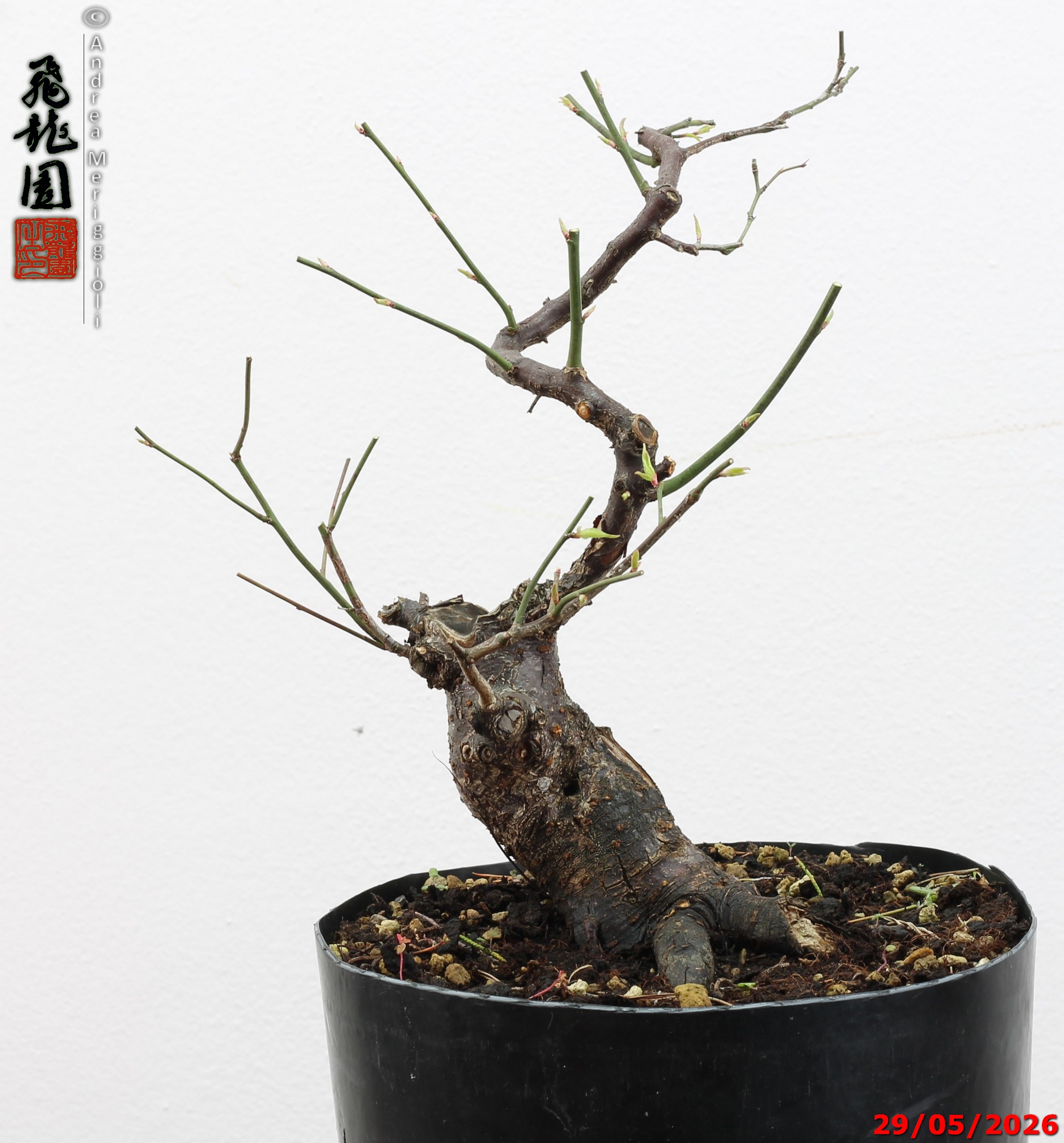 Prunus mume - immagine 6