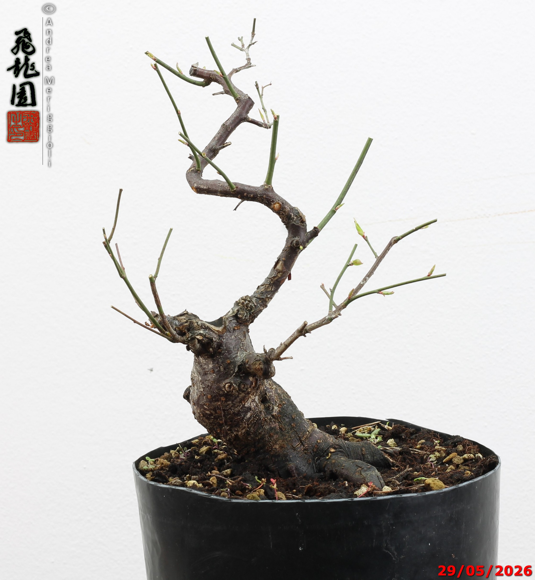 Prunus mume - immagine 5