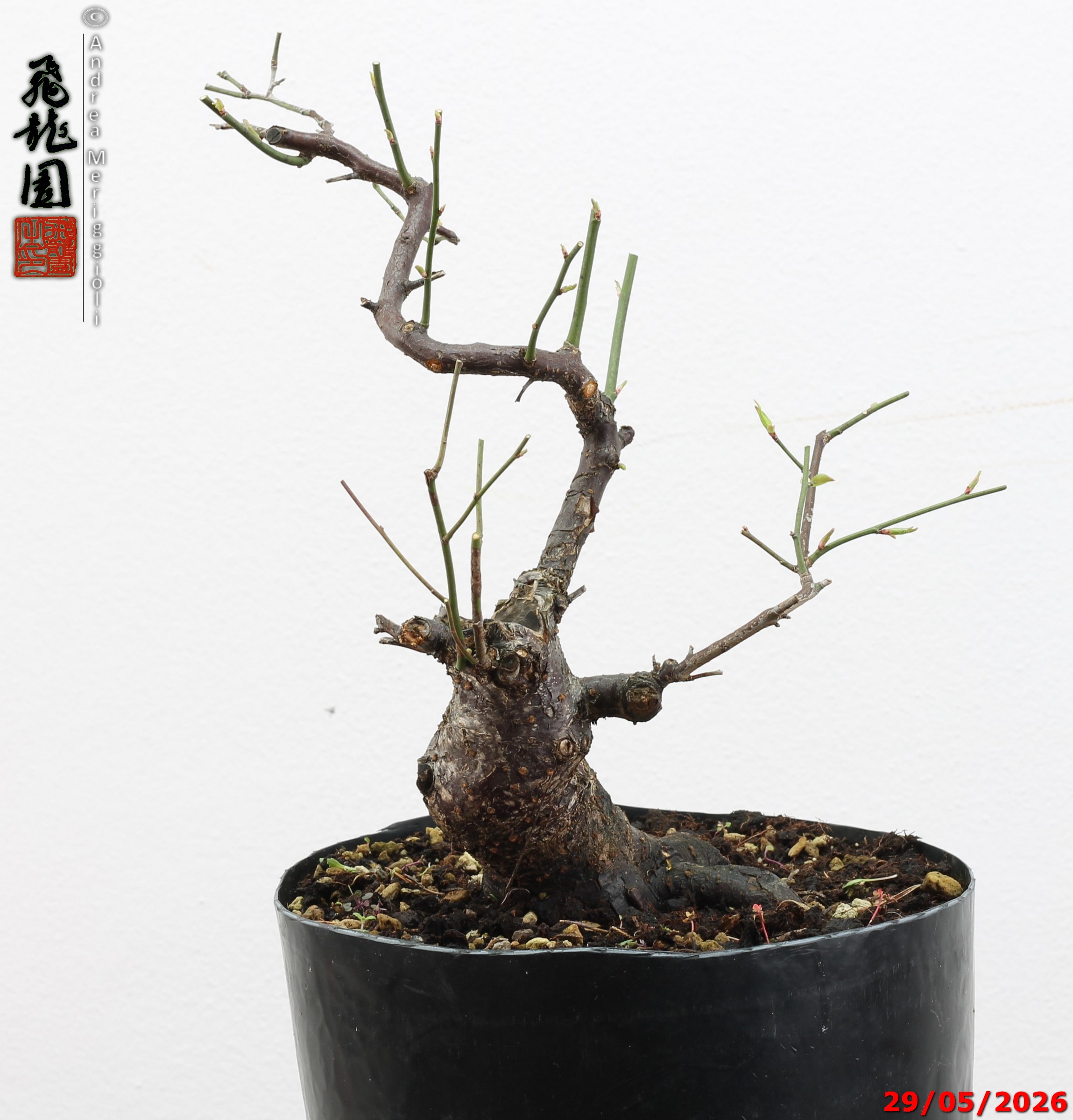 Prunus mume - immagine 4