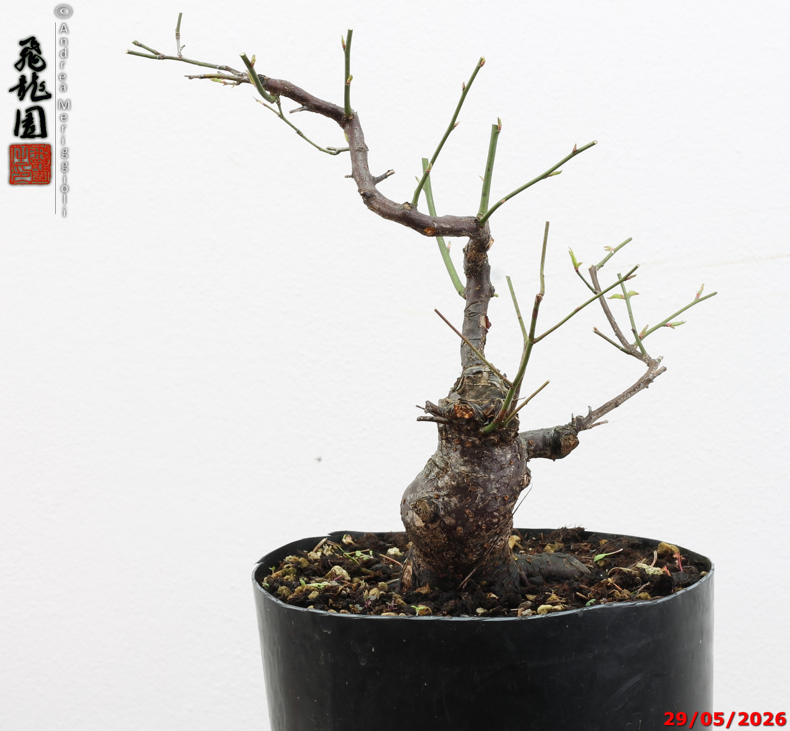 Prunus mume - immagine 3