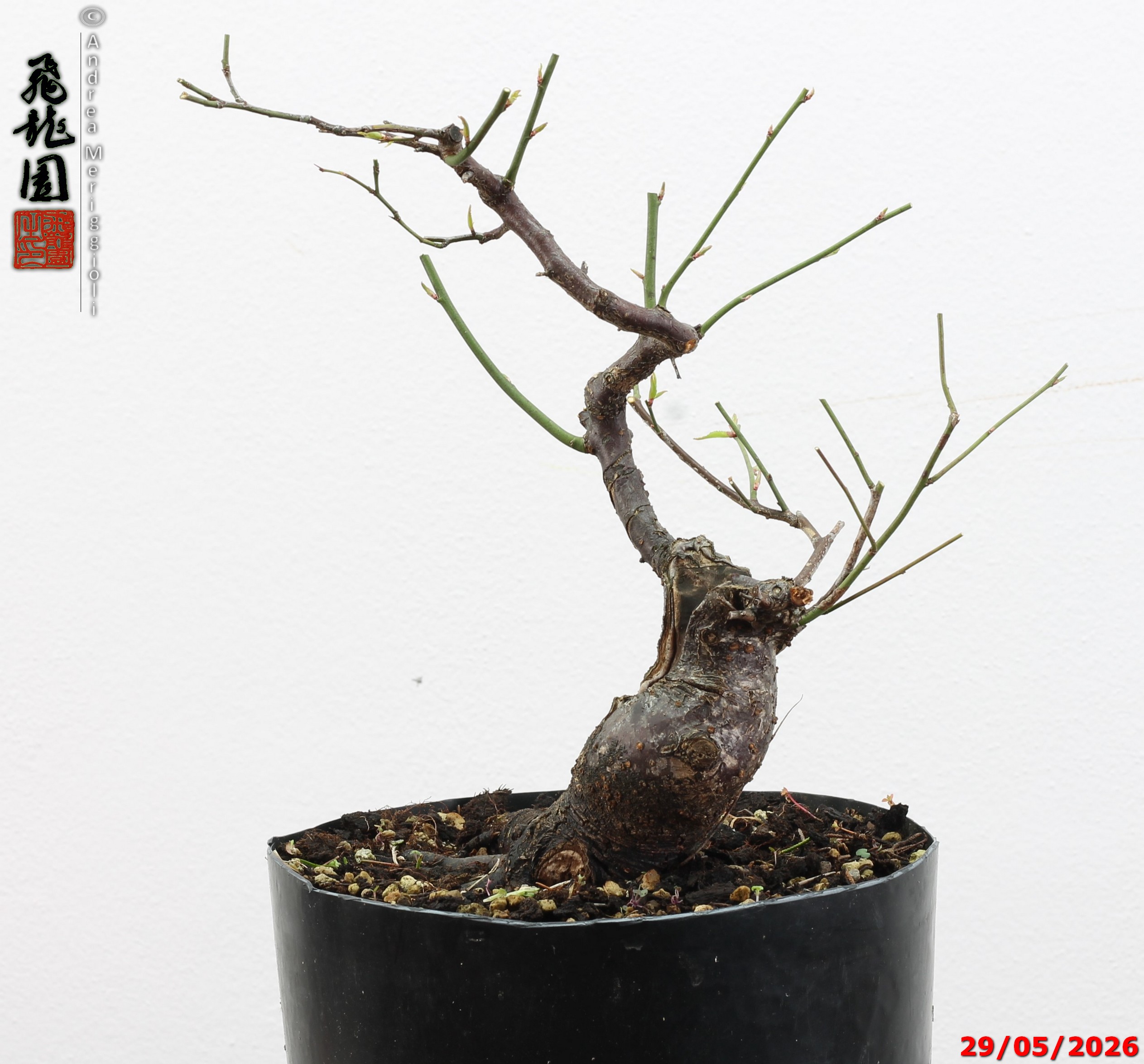 Prunus mume - immagine 2