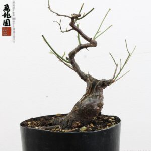 Prunus mume