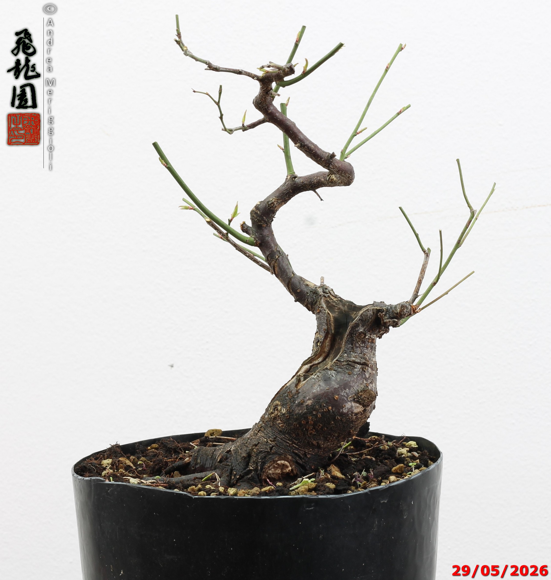 Prunus mume