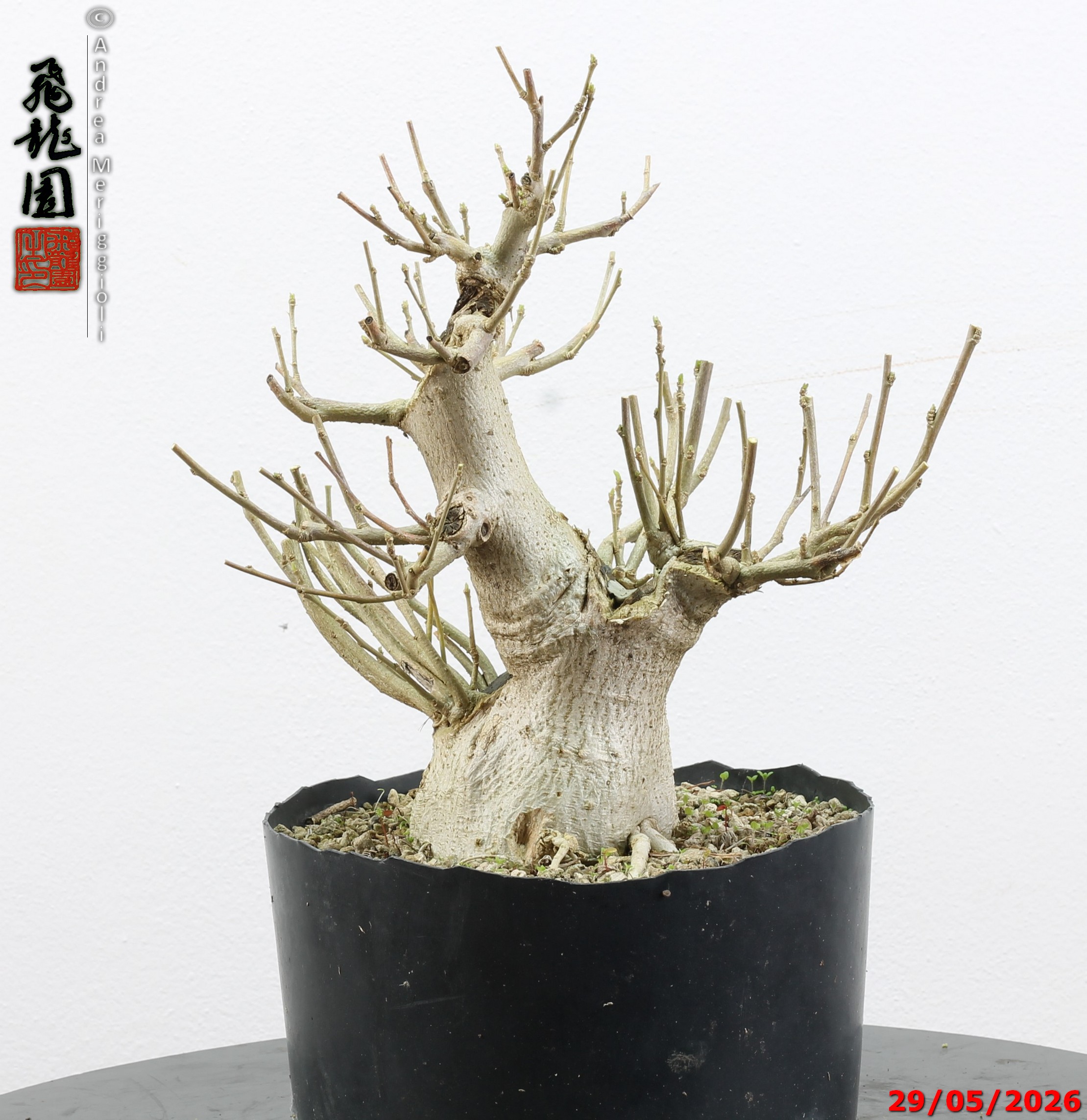 Hibiscus - immagine 2