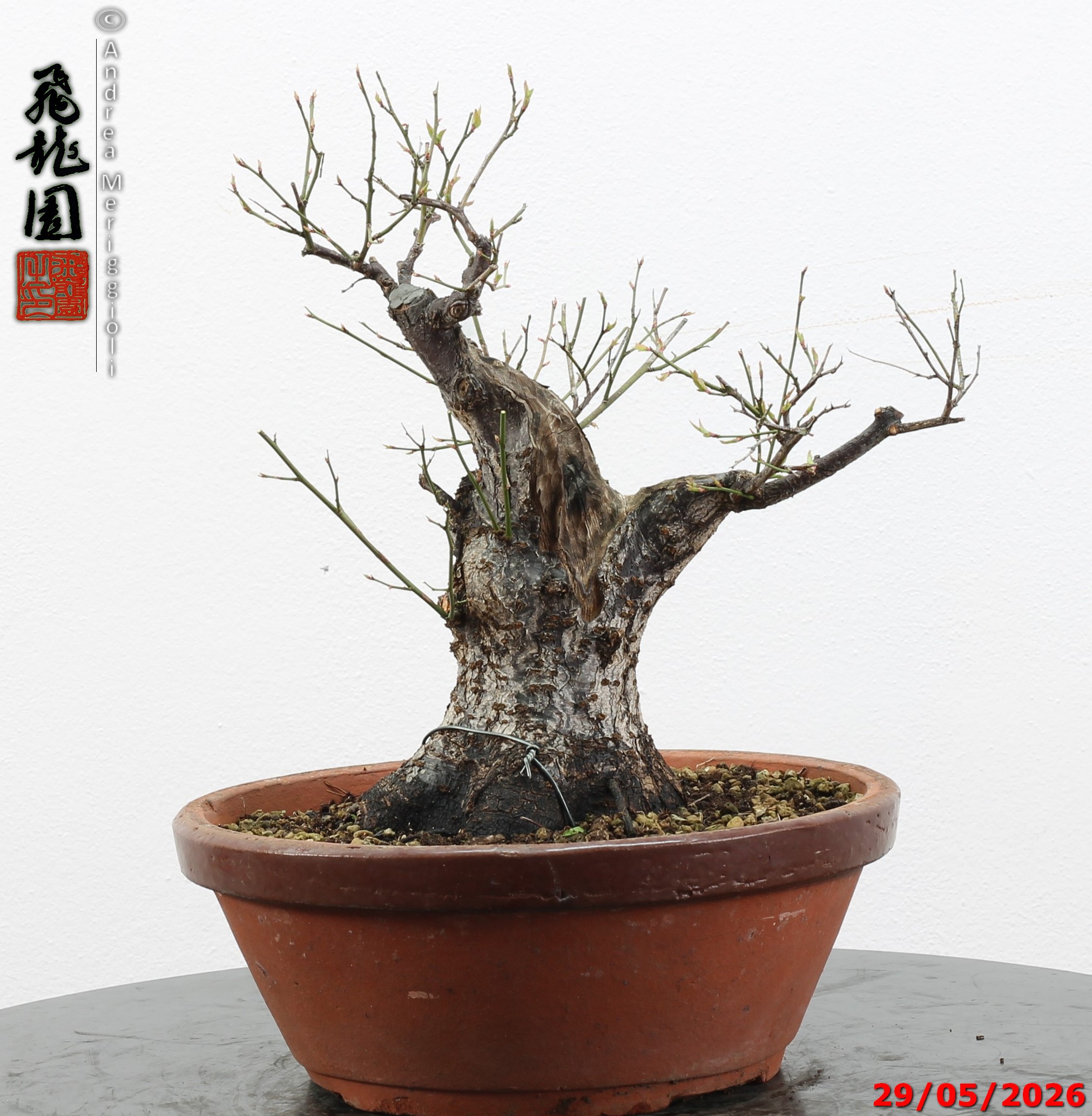 Prunus mume - immagine 12