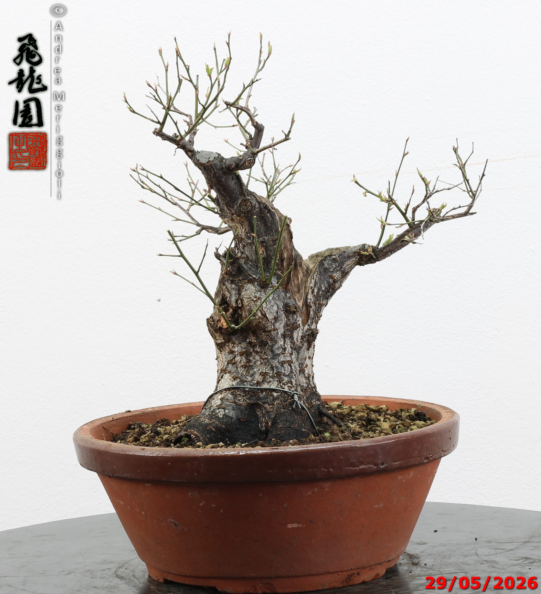 Prunus mume - immagine 11