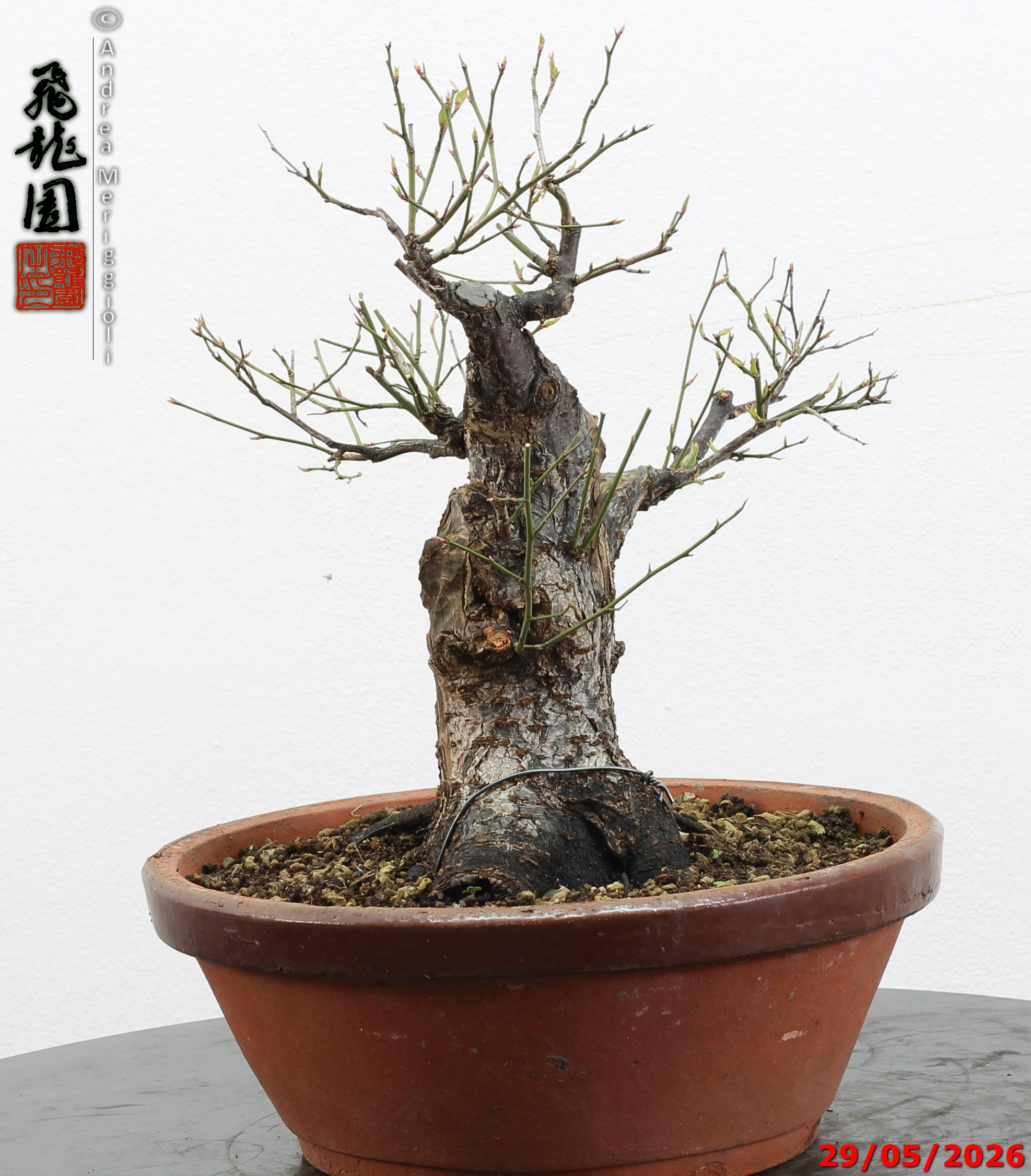 Prunus mume - immagine 10